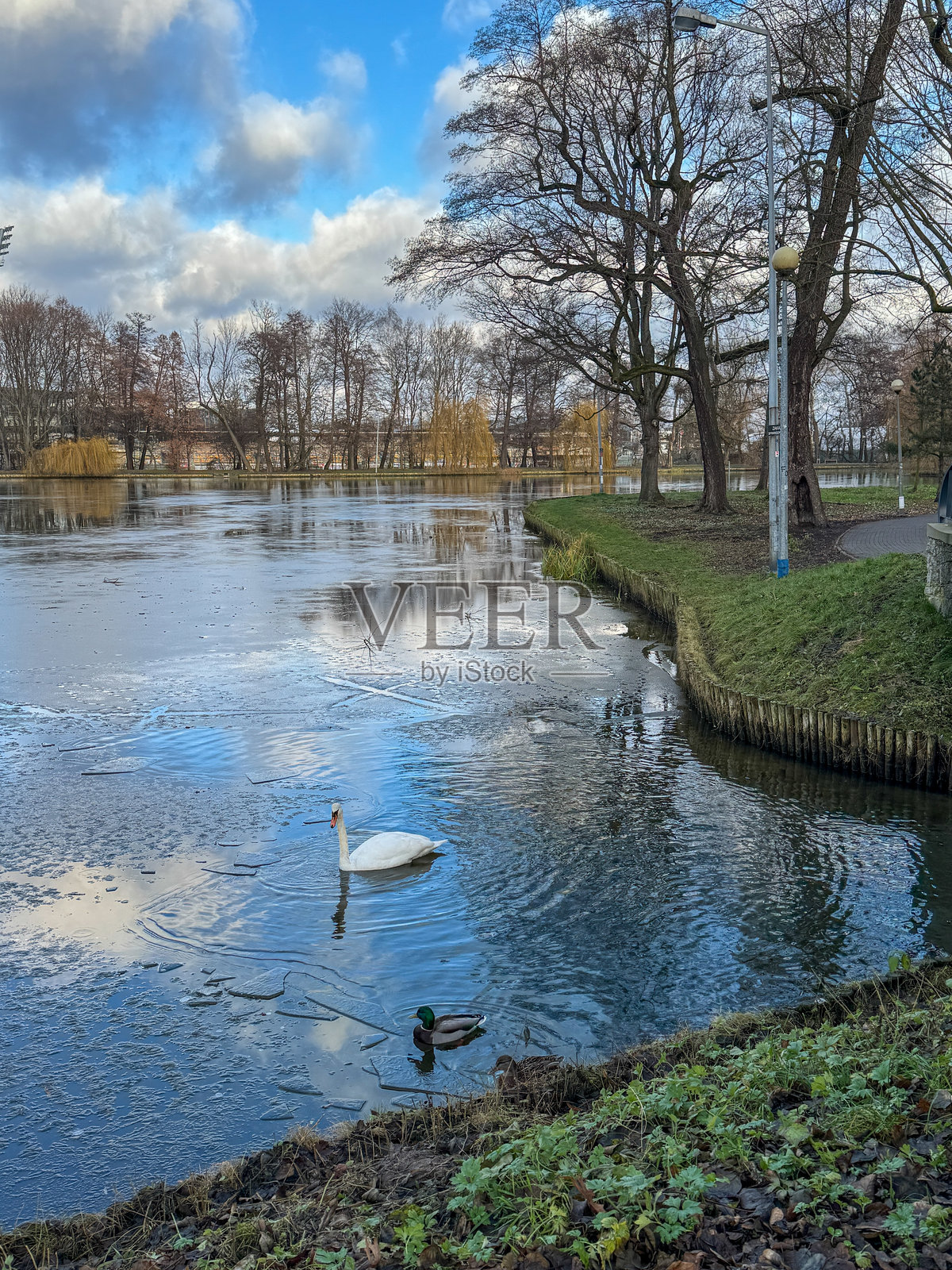 天鹅和鸭子照片摄影图片