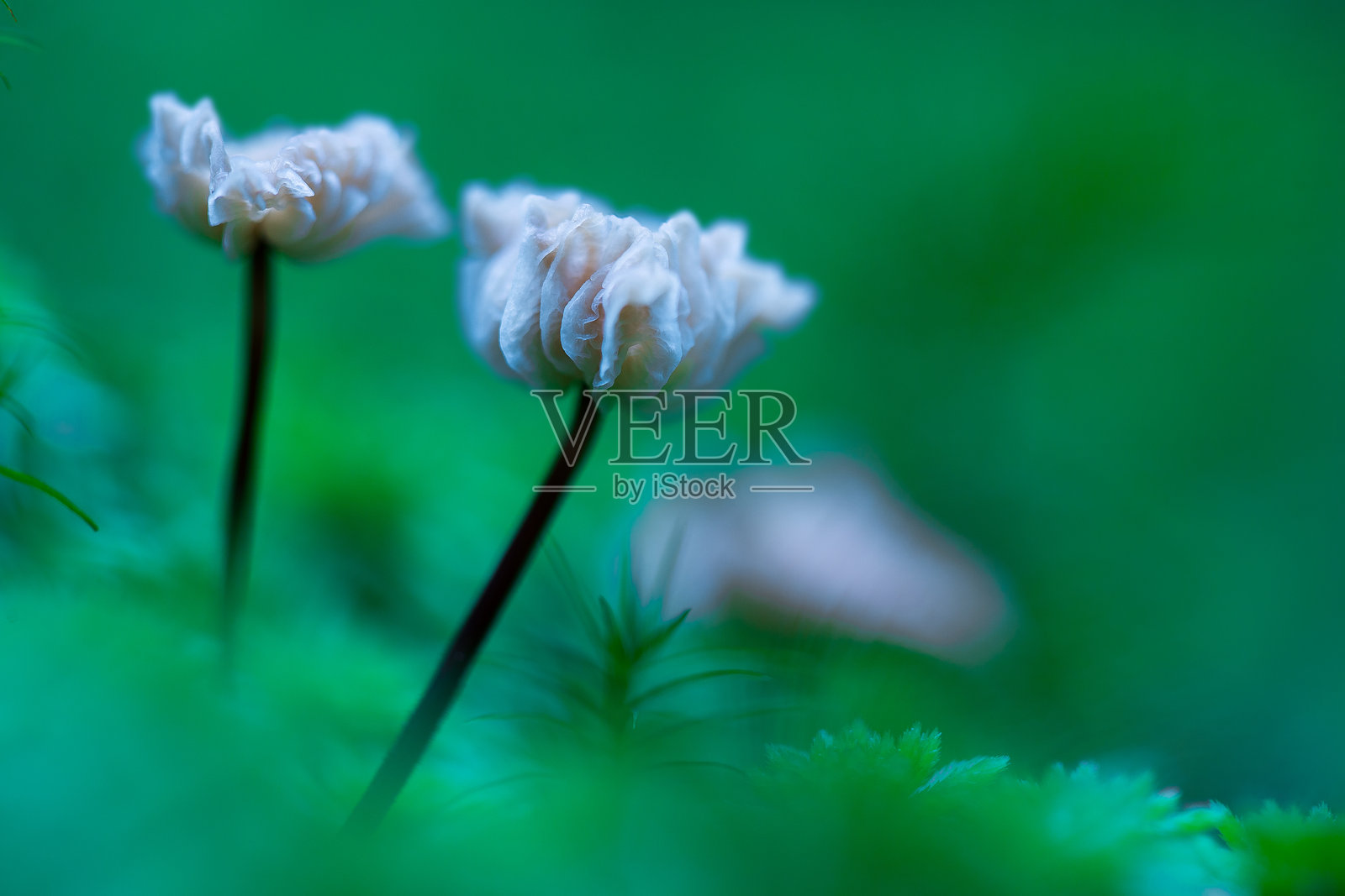 迷幻蘑菇照片摄影图片