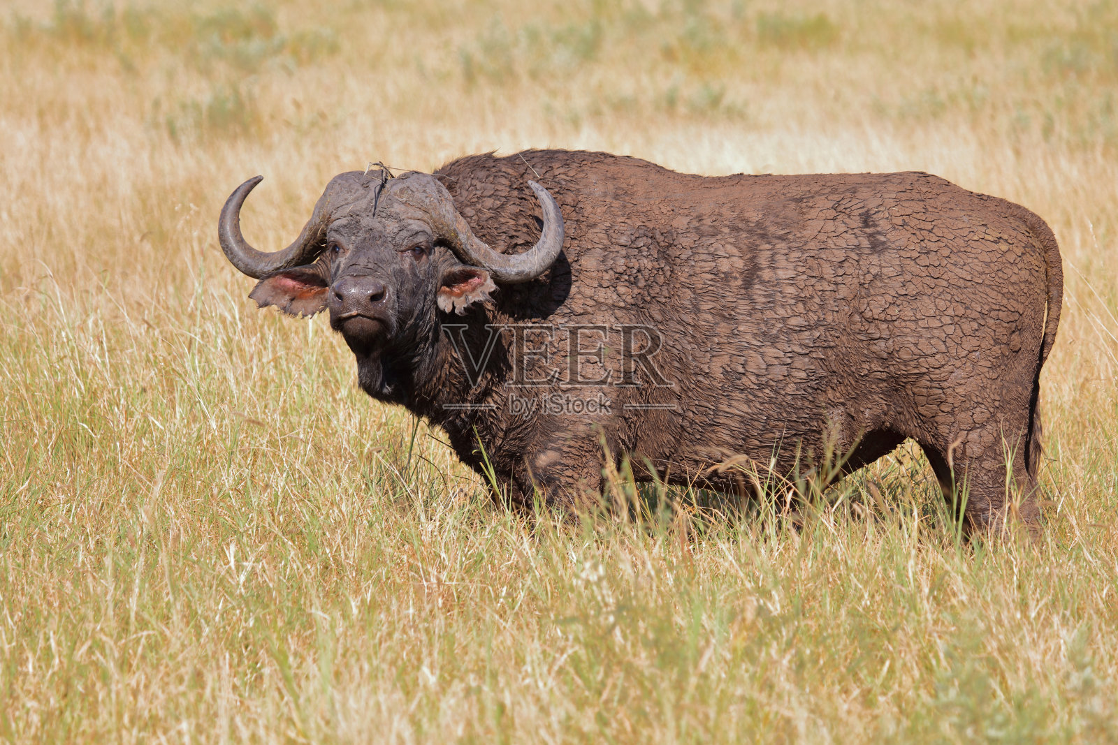 咖法牛 / 非洲水牛 / 同牛照片摄影图片