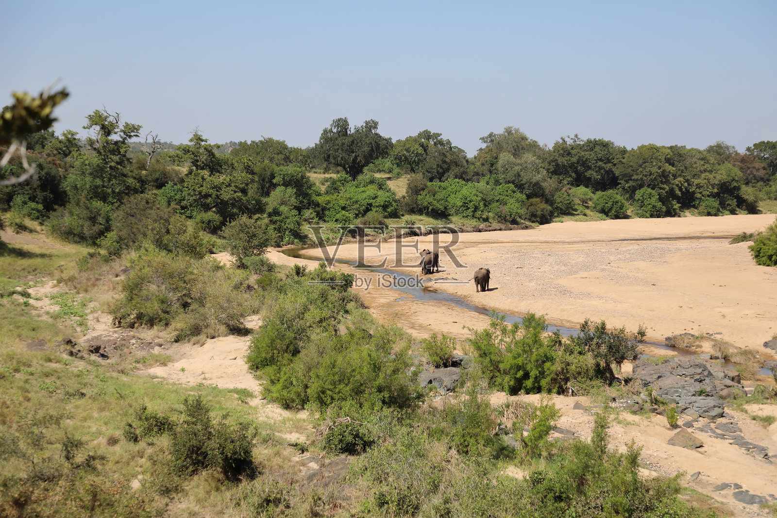 在廷巴瓦提河的非洲象 / Loxodonta africana照片摄影图片