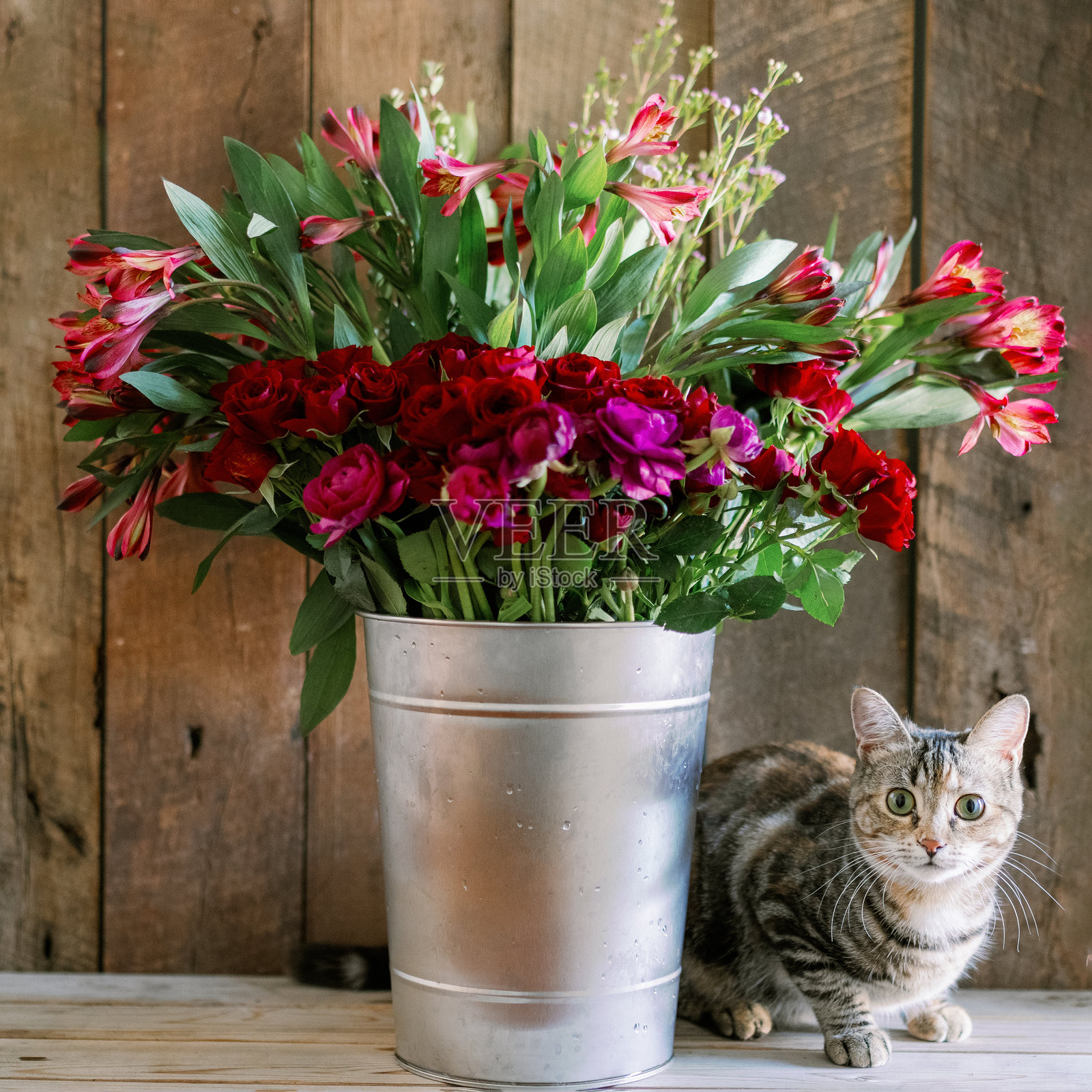 虎斑小猫与装满红色和深粉色花朵的大金属桶照片摄影图片