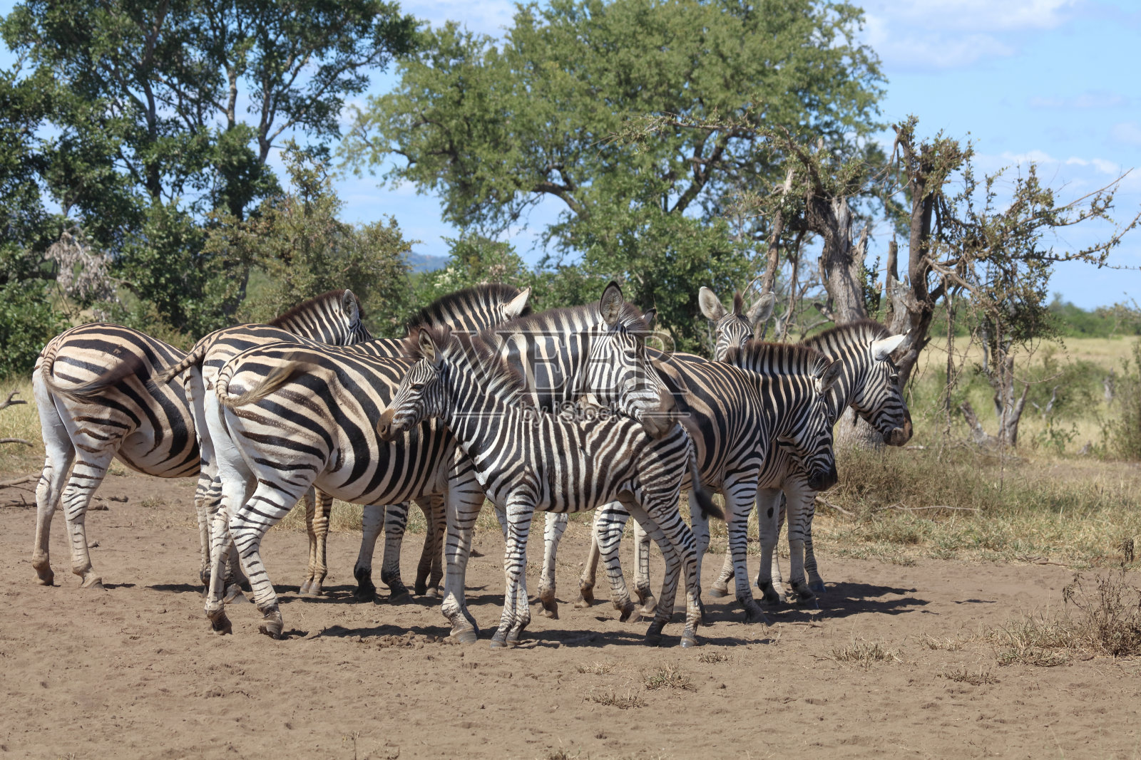 草原斑马 / 伯切尔斑马 / Equus quagga burchellii照片摄影图片