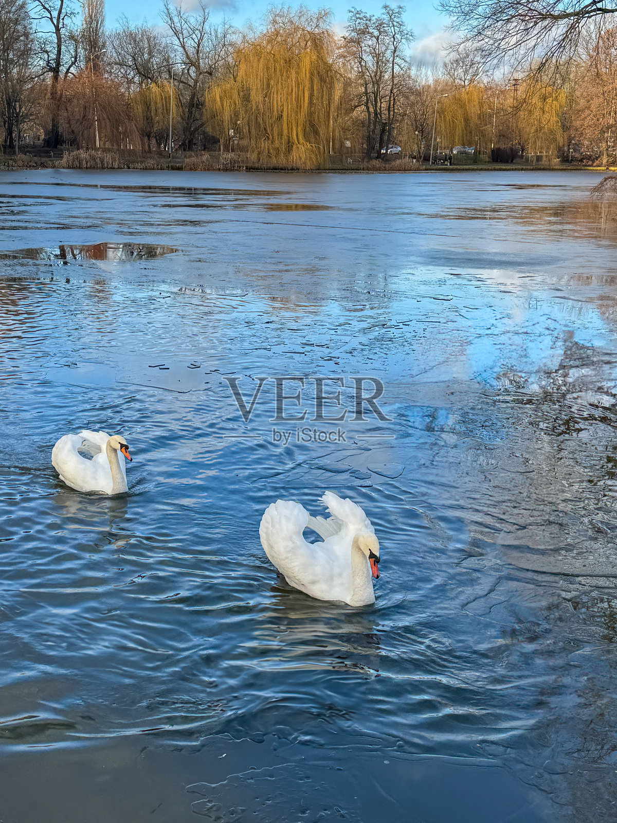 两只天鹅 - 爱情照片摄影图片