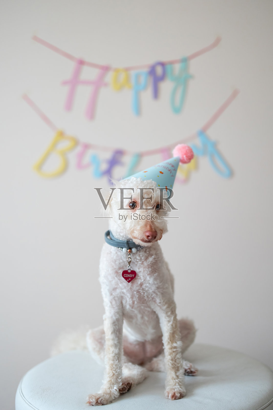 可爱的小狗戴着派对帽,和生日蛋糕一起庆祝生日照片摄影图片