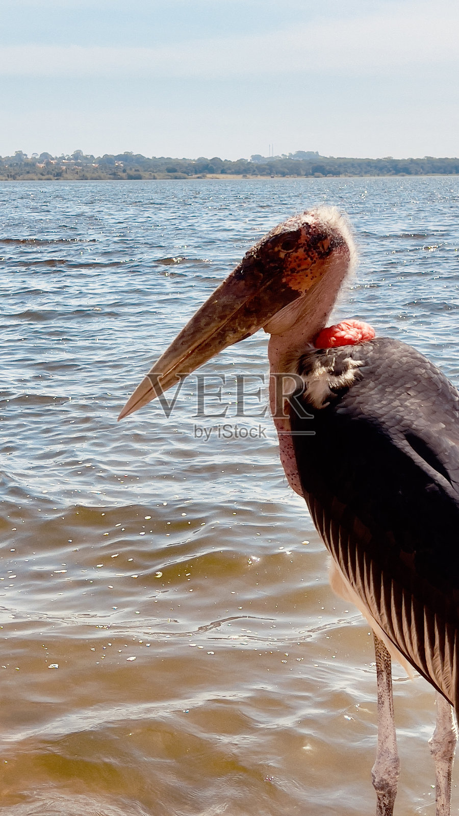 乌干达维多利亚湖上的秃鹫照片摄影图片