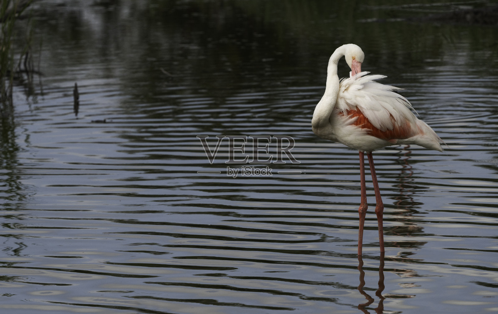 在卡马尔格湿地捕猎火烈鸟照片摄影图片