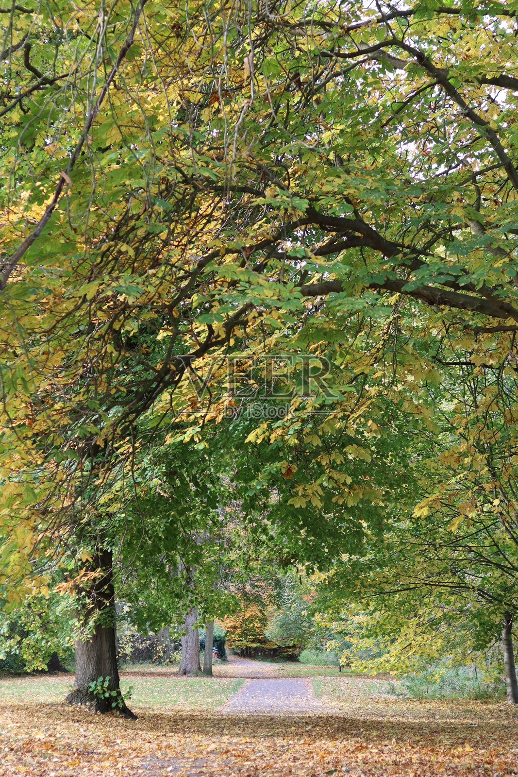 秋天公园里树木成行的小径照片摄影图片