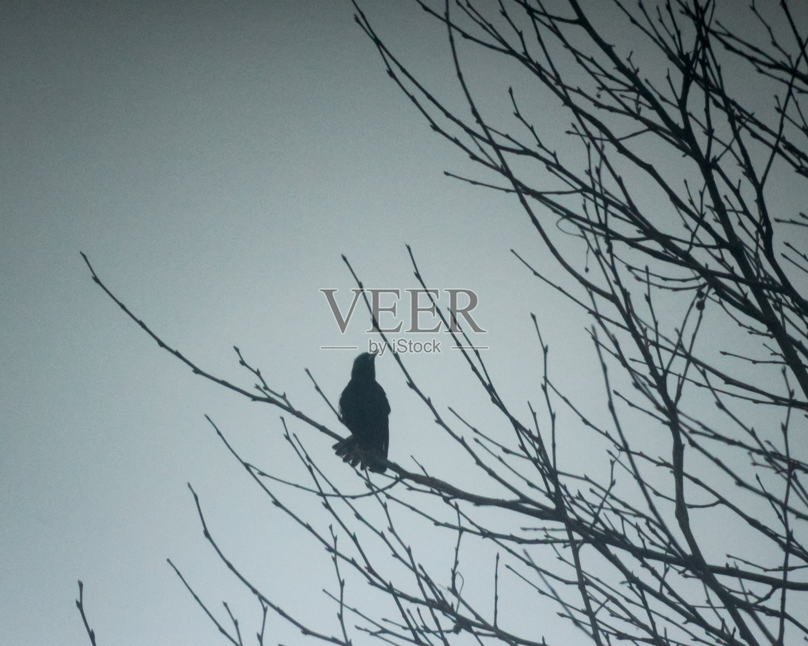 树上乌鸦的剪影照片摄影图片