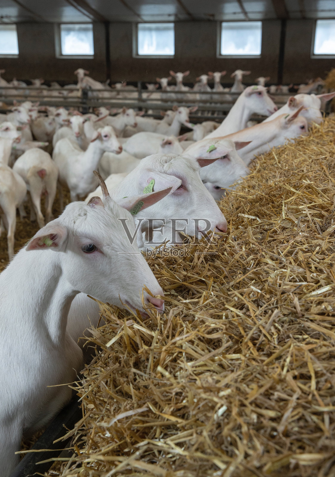 在奶 goat 农场。照片摄影图片