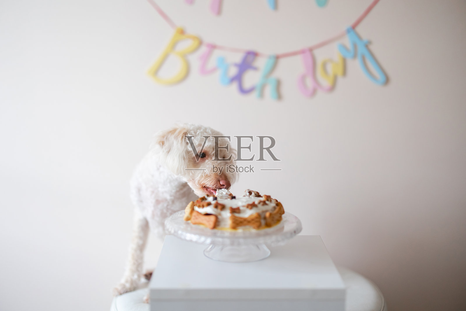 可爱的棕白色贵宾犬在生日派对上近距离舔着盘子上的美味蛋糕和蜡烛照片摄影图片