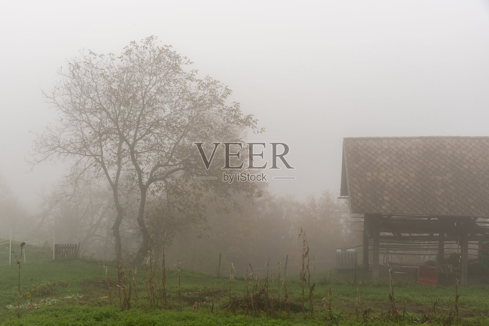 秋天的木质谷仓和光秃的树木。照片摄影图片