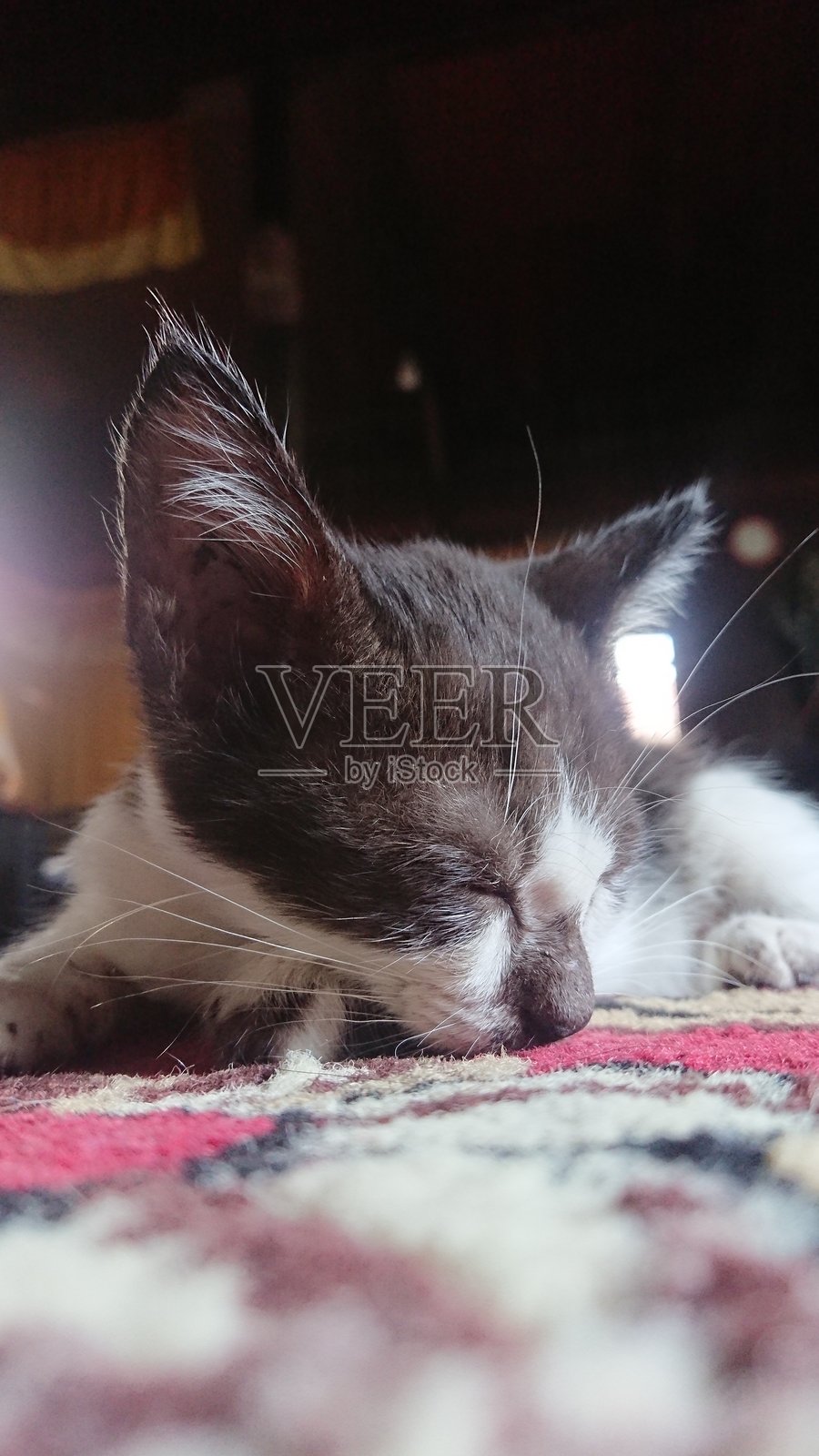 猫咪在晨光中放松。照片摄影图片