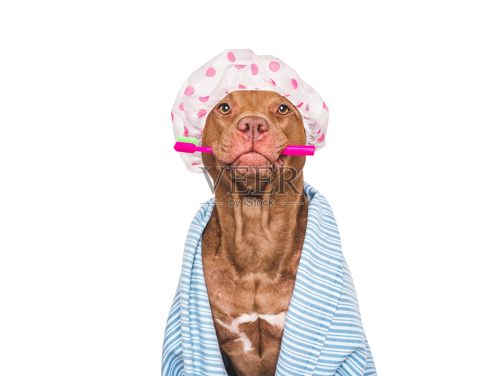 可爱的狗,浴帽,牙刷和蓝色毛巾照片摄影图片