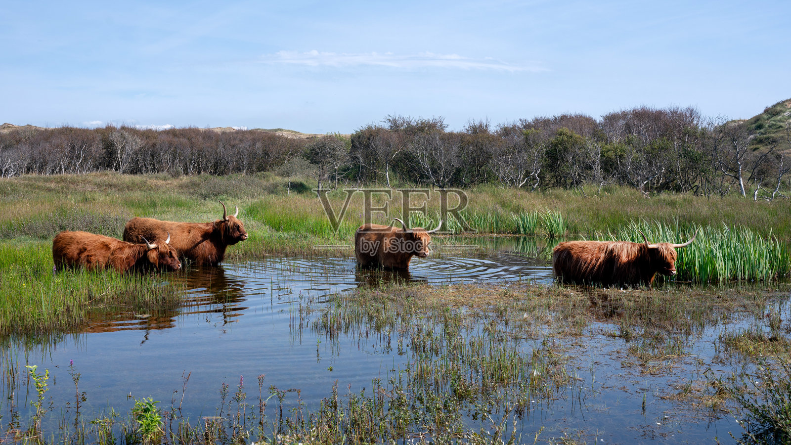 沙丘景观中的小湖旁的高地牛照片摄影图片