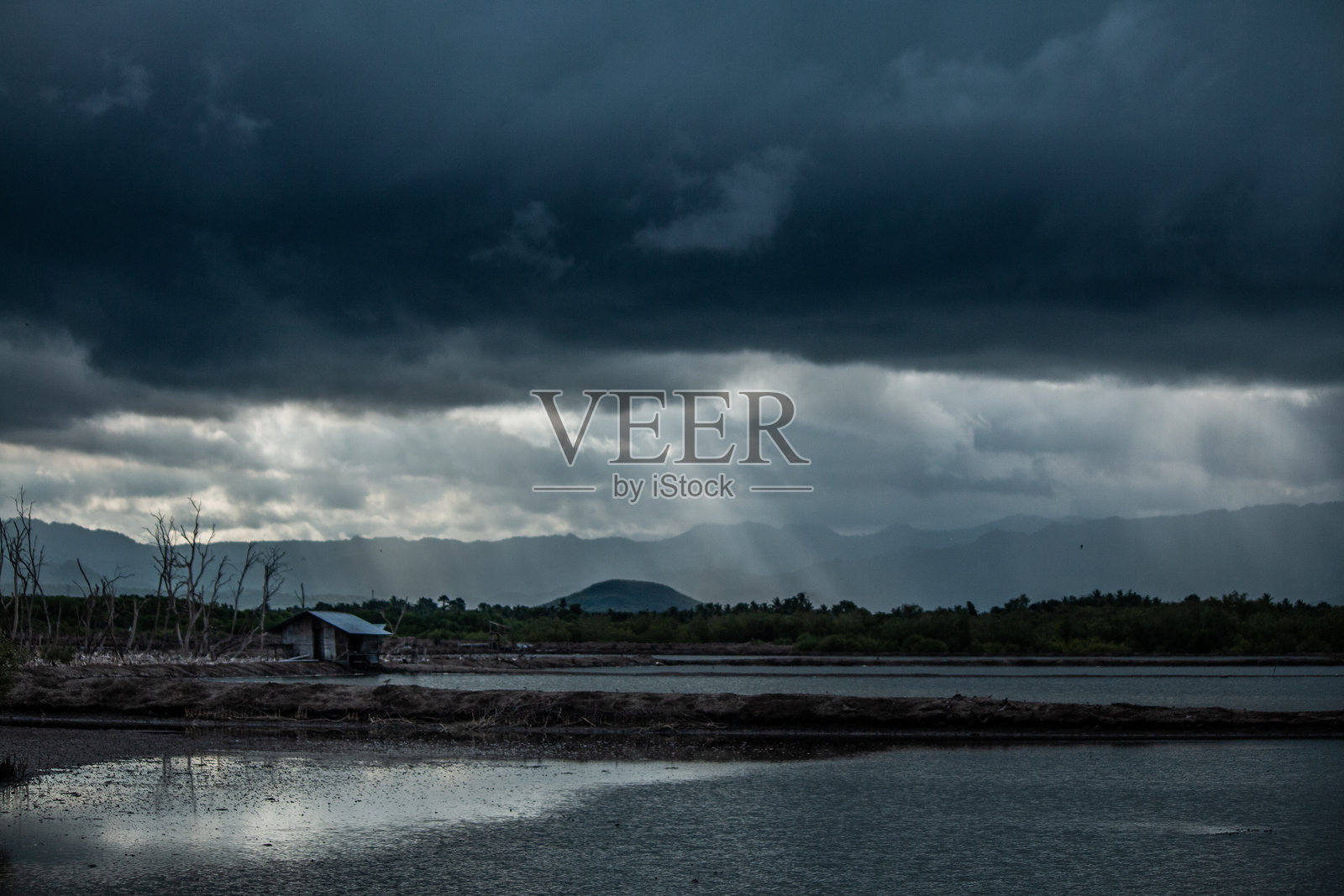 红树林森林照片摄影图片