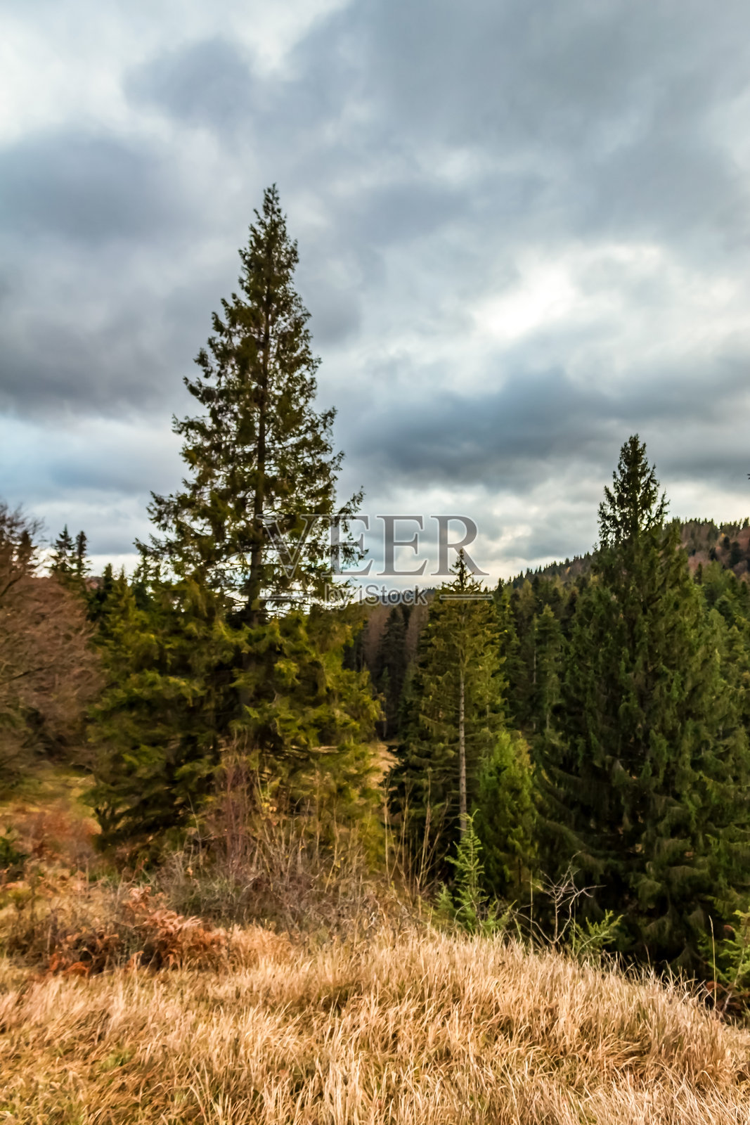 风景 - 森林 - 欧洲,罗马尼亚,苏恰瓦地区照片摄影图片