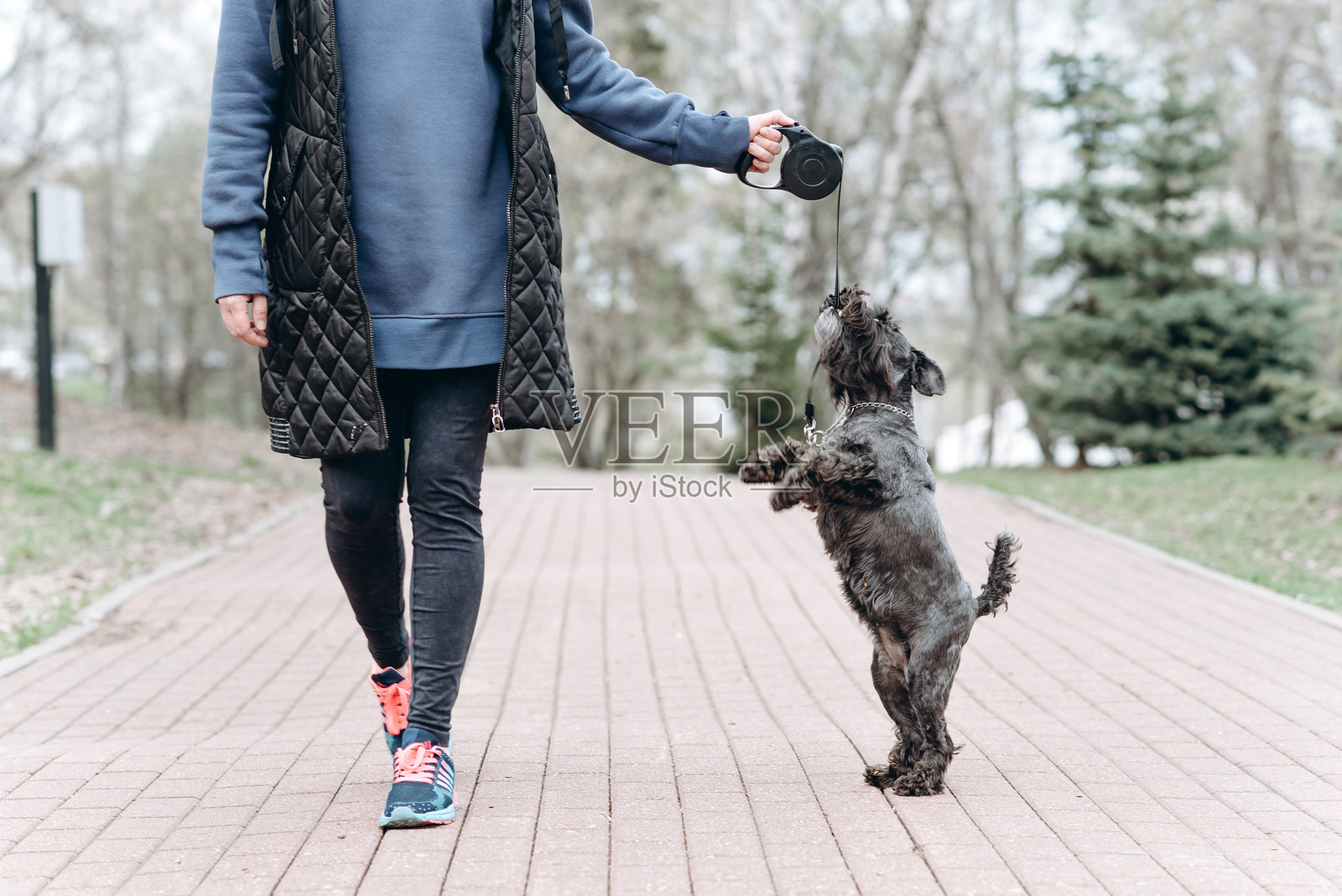 狗与主人一起散步照片摄影图片