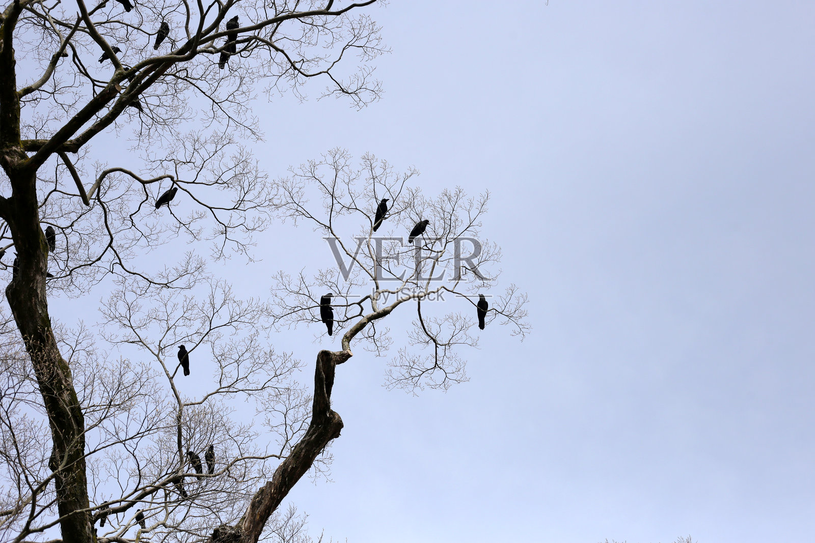 京都市八坂神社的日本乌鸦栖息在树上照片摄影图片