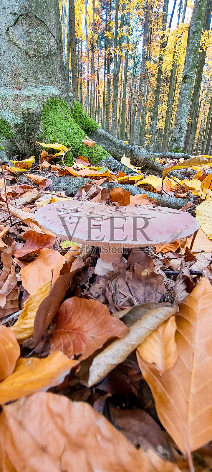 宏观 - 森林 - 欧洲,罗马尼亚,苏恰瓦地区照片摄影图片