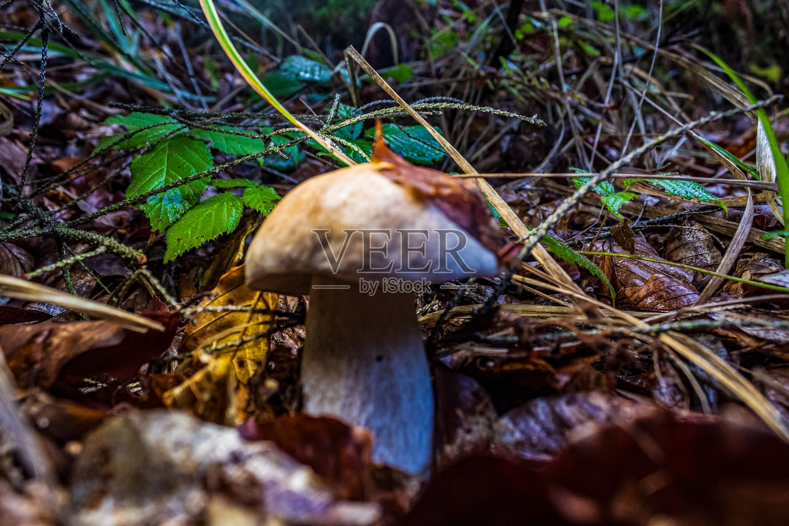 宏观 - 森林 - 欧洲,罗马尼亚,苏恰瓦地区照片摄影图片