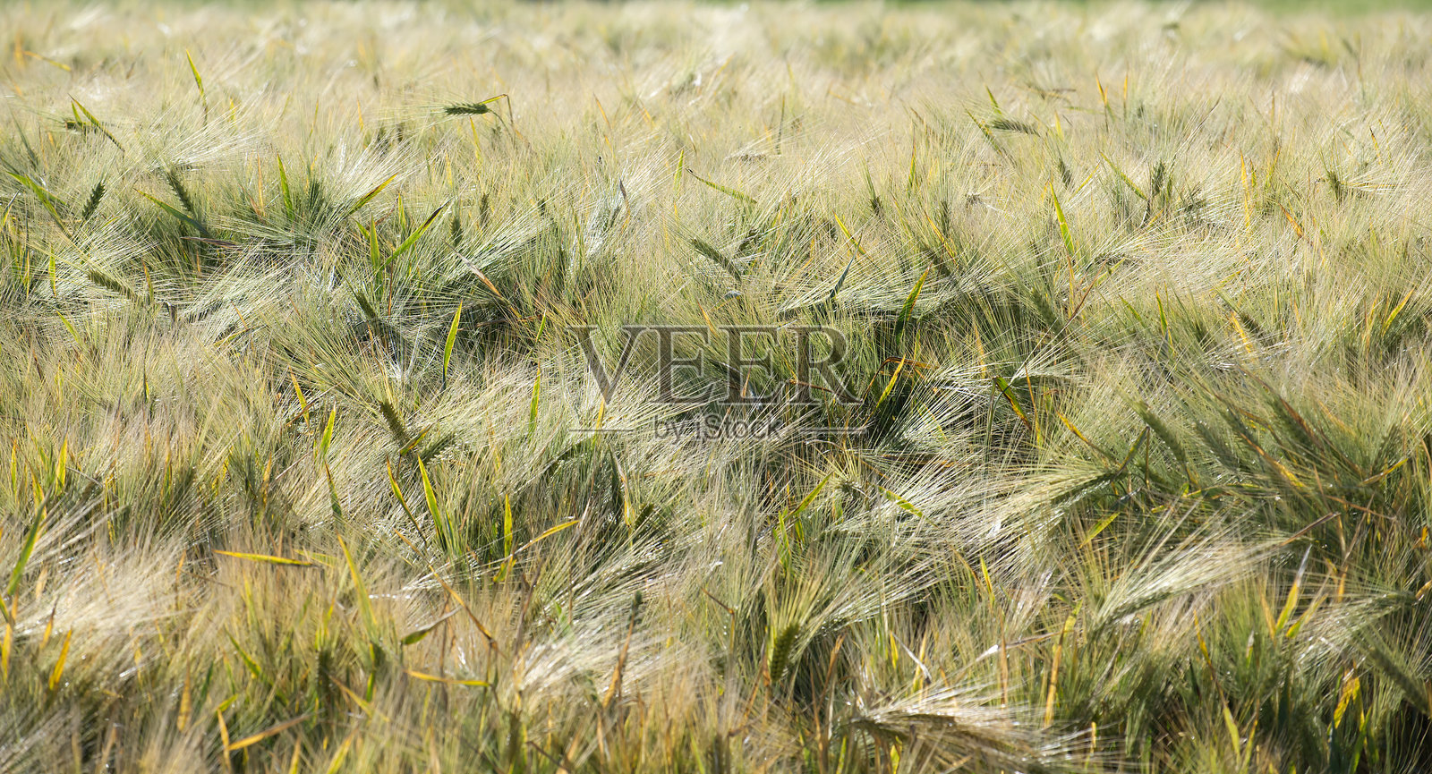 阳光明媚的日子里,麦田在风中摇曳照片摄影图片