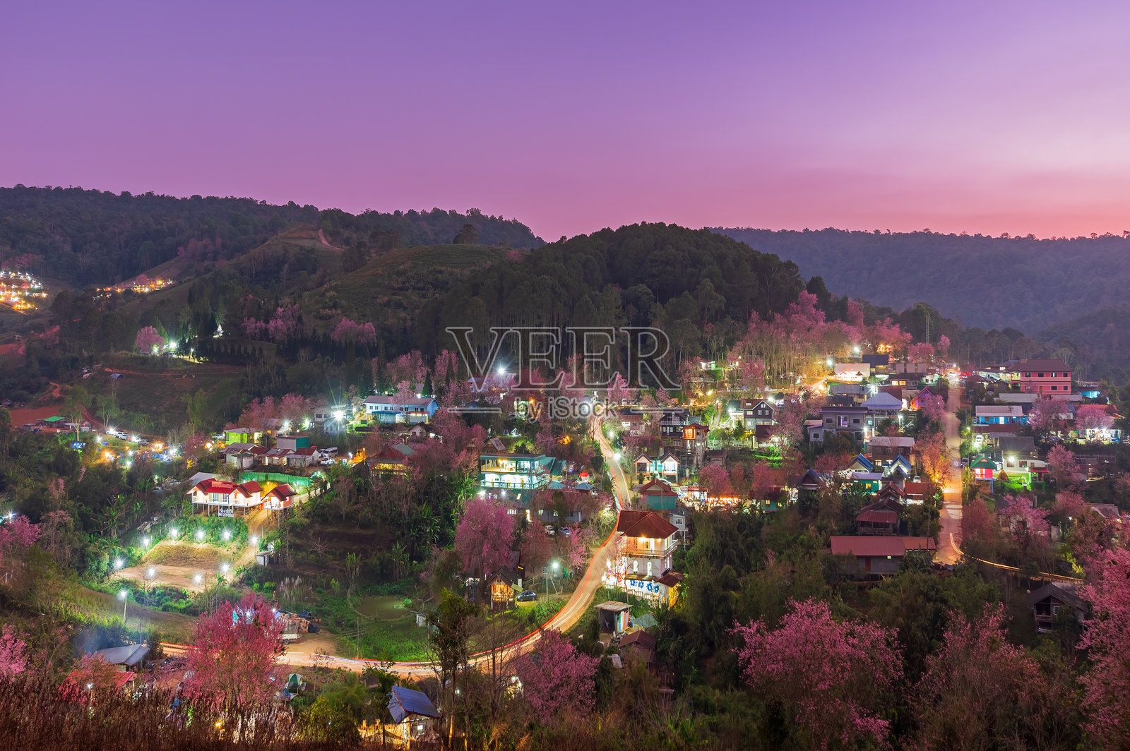 美丽的野生喜马拉雅樱花或称为Prunus Cerasoides在泰国罗伊和披集的Phu Lom Lo山高地的Ban Mai Rong Kla村盛开。照片摄影图片