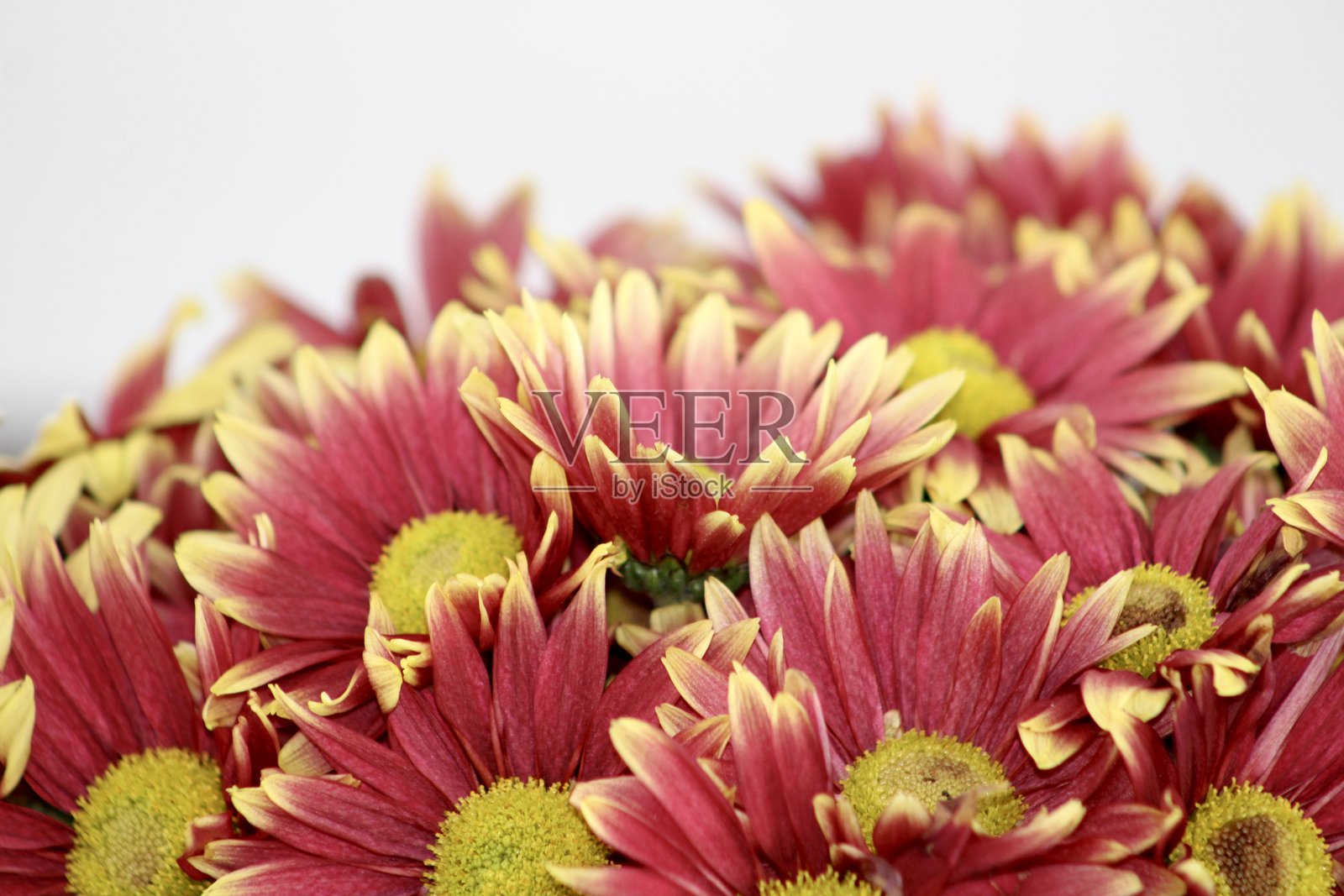 秋季菊花照片摄影图片