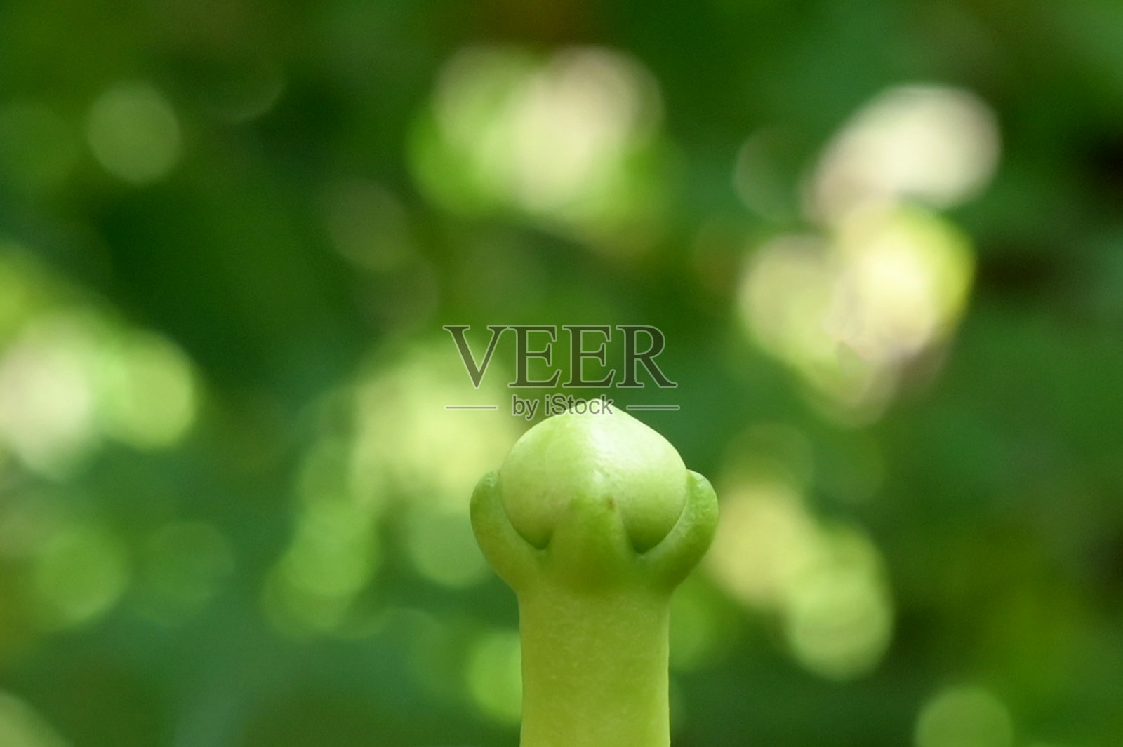 丁香特写照片摄影图片