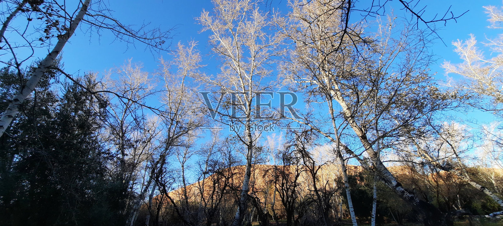 冬天的拥抱:杏树落叶照片摄影图片