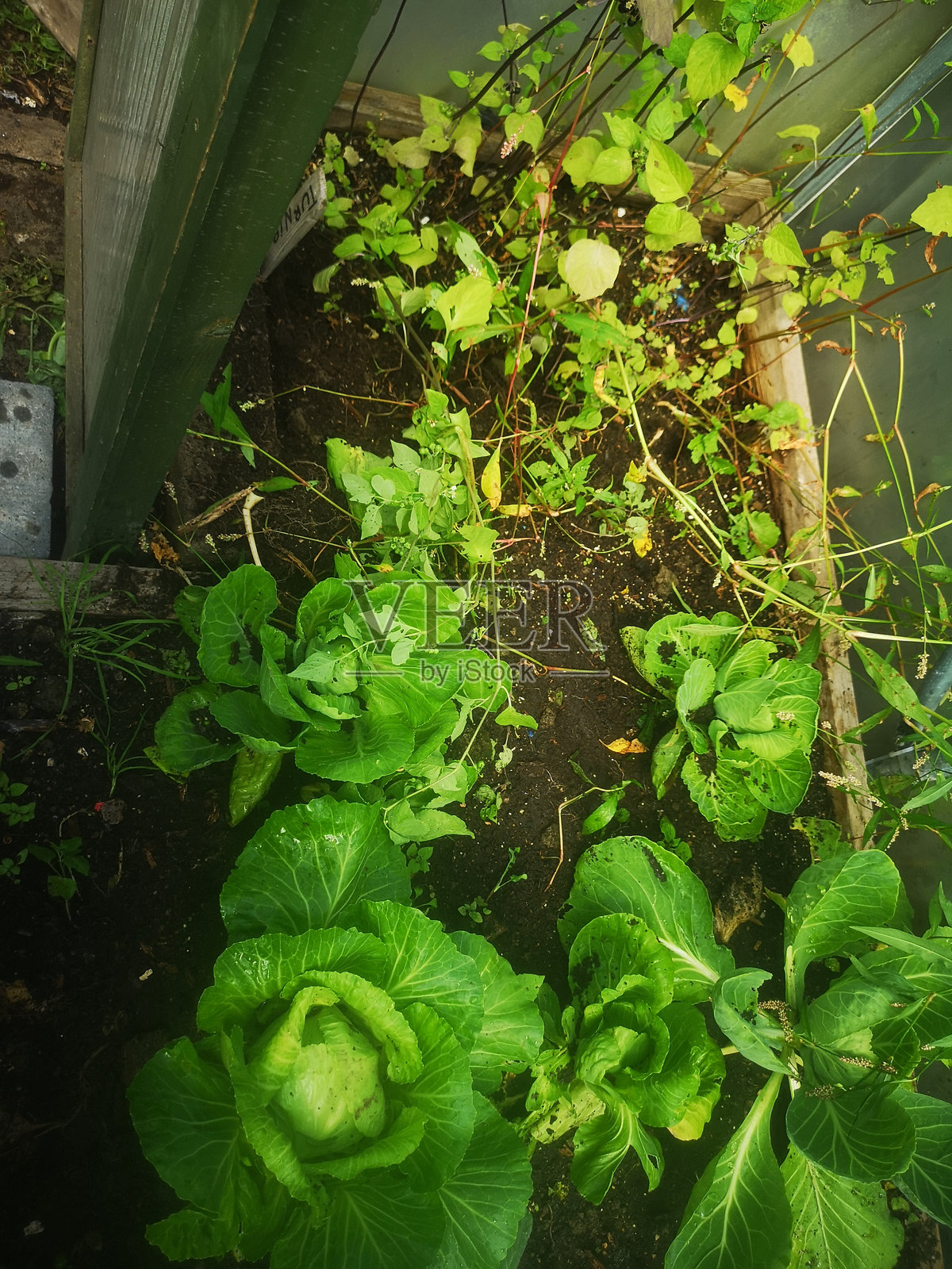 南威尔士英国菜园中生长的卷心菜图片照片摄影图片