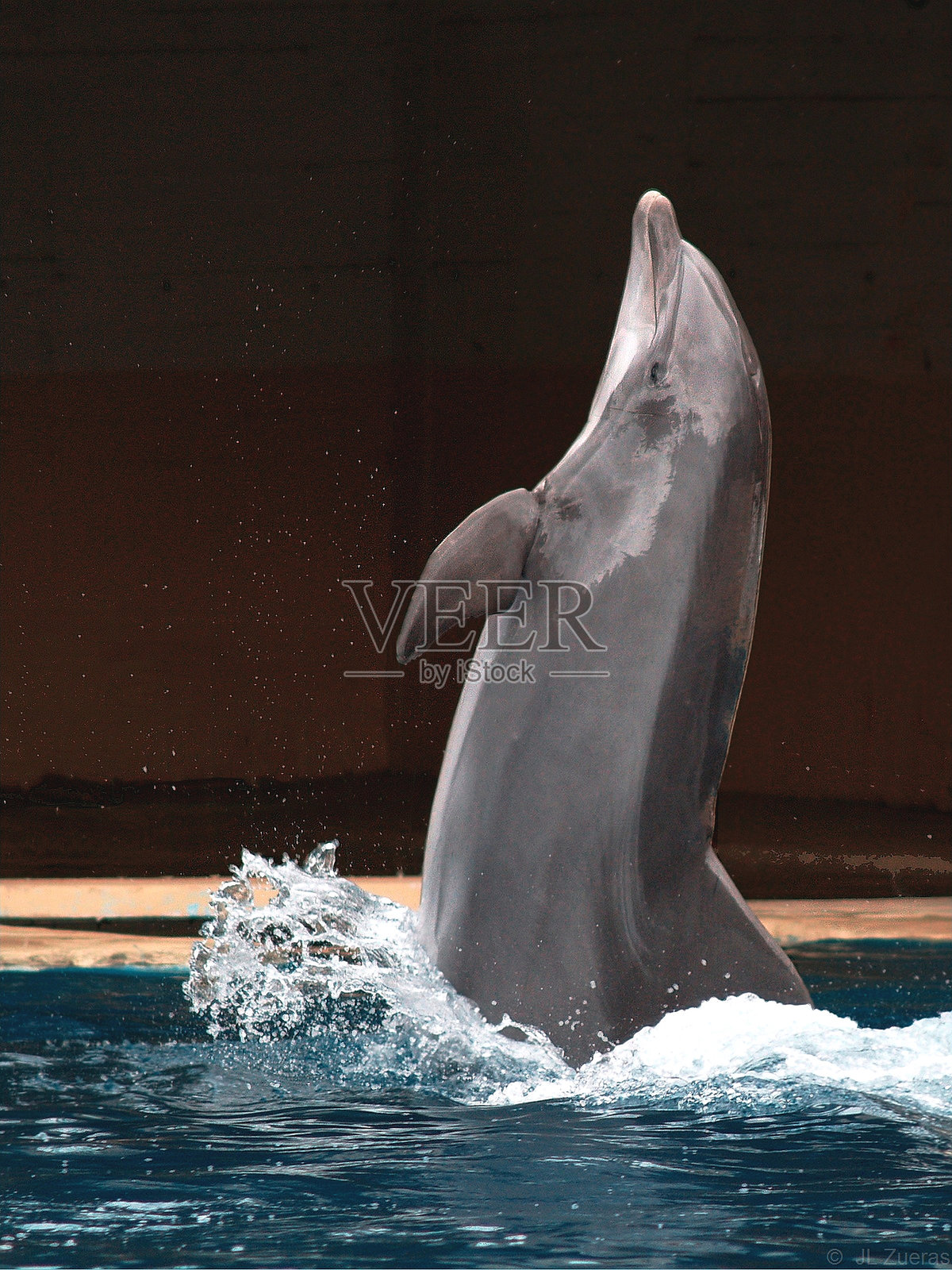 宽吻海豚照片摄影图片
