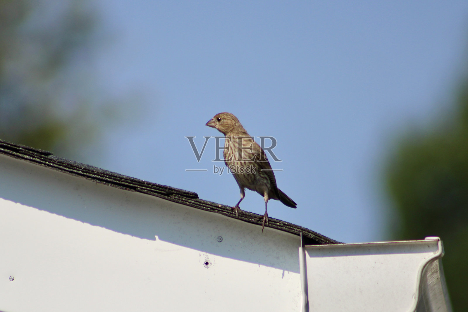 屋雀照片摄影图片