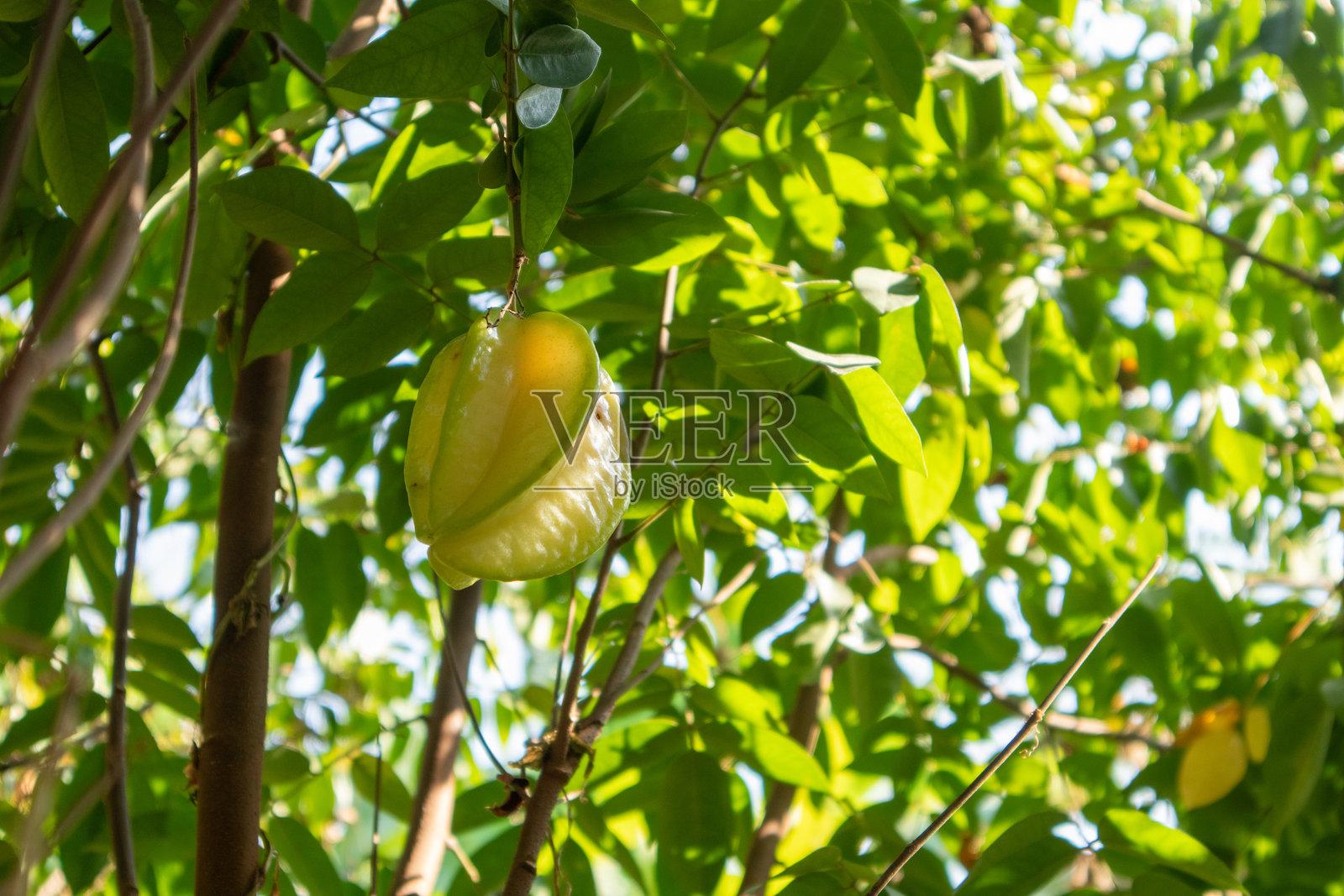 星果在树枝上成熟可食用,这是一种原产于印度尼西亚、印度和斯里兰卡的树木,在东南亚非常受欢迎。照片摄影图片