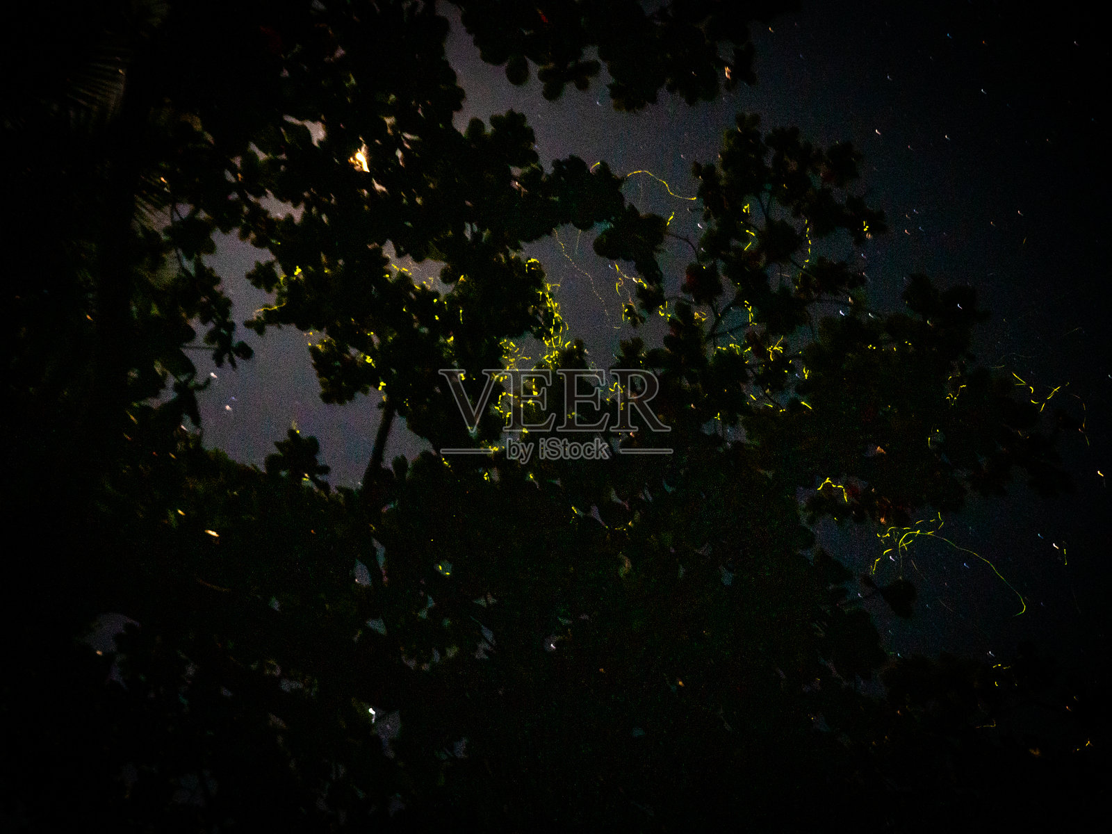 夜晚的萤火虫照片摄影图片