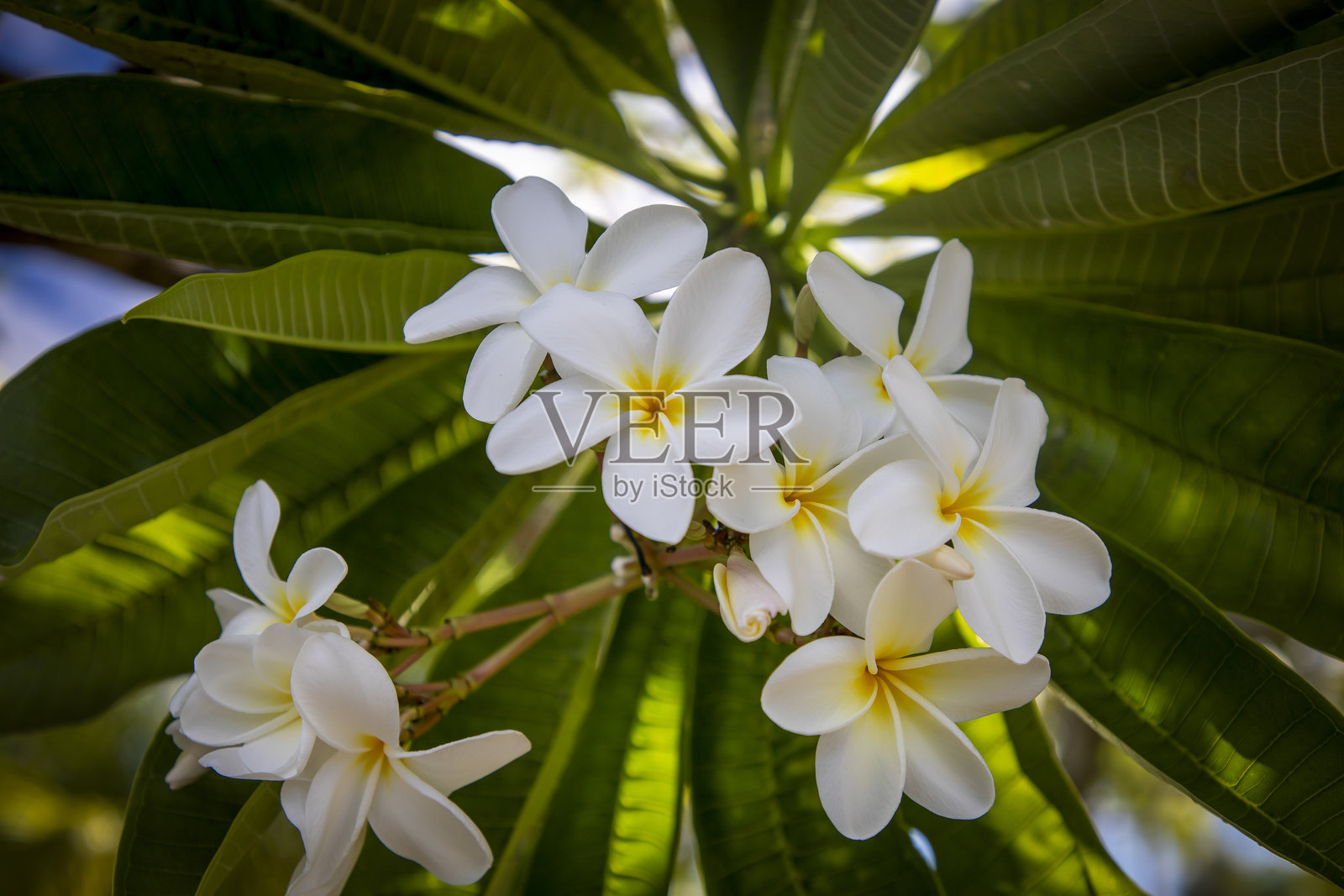 鸡蛋花,夏威夷照片摄影图片