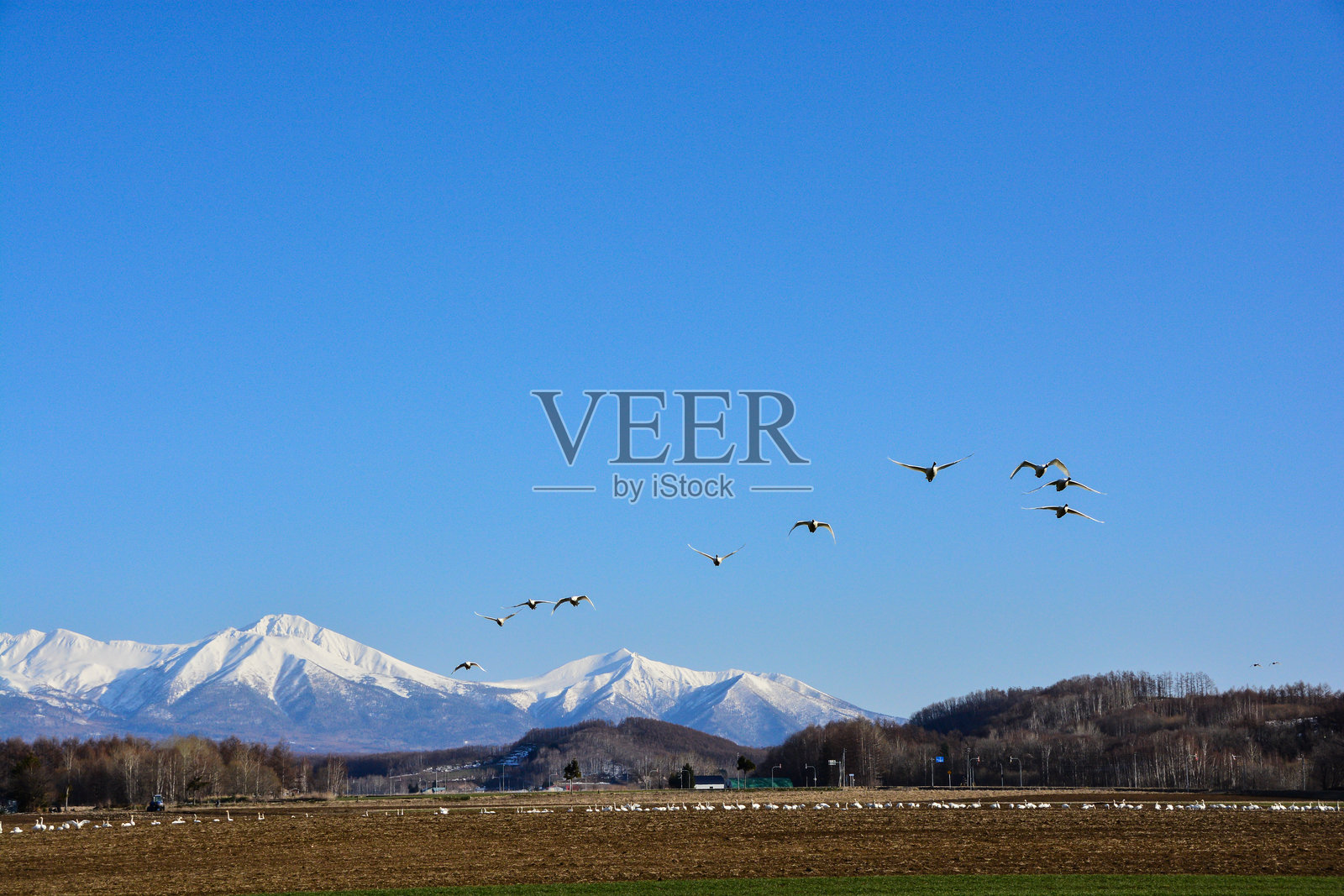 一群天鹅飞向蓝色的春天天空照片摄影图片