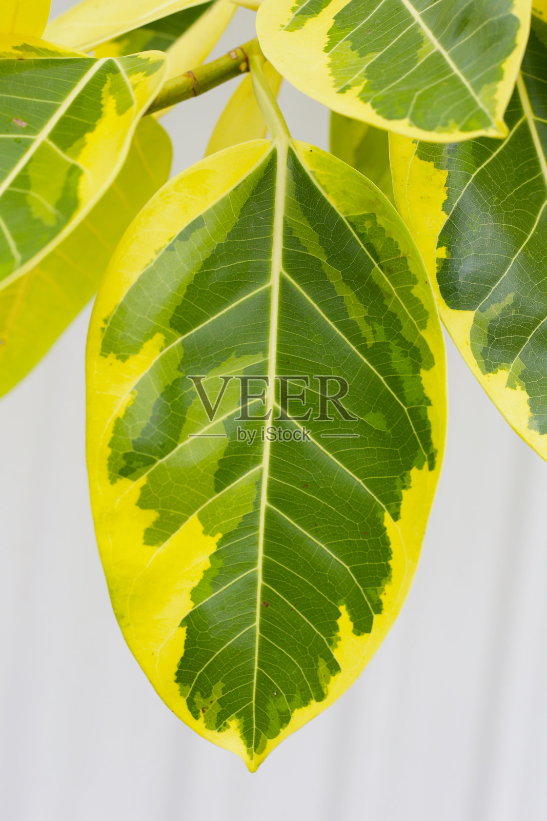 斑叶榕树的黄色和绿色叶子照片摄影图片