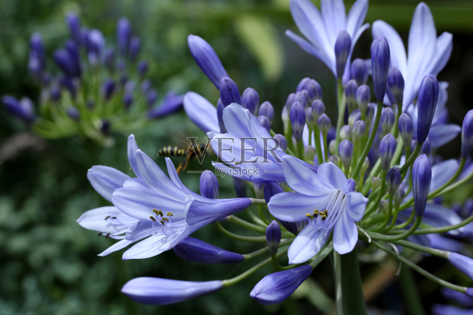 美丽的非洲百合花在花园中盛开照片摄影图片