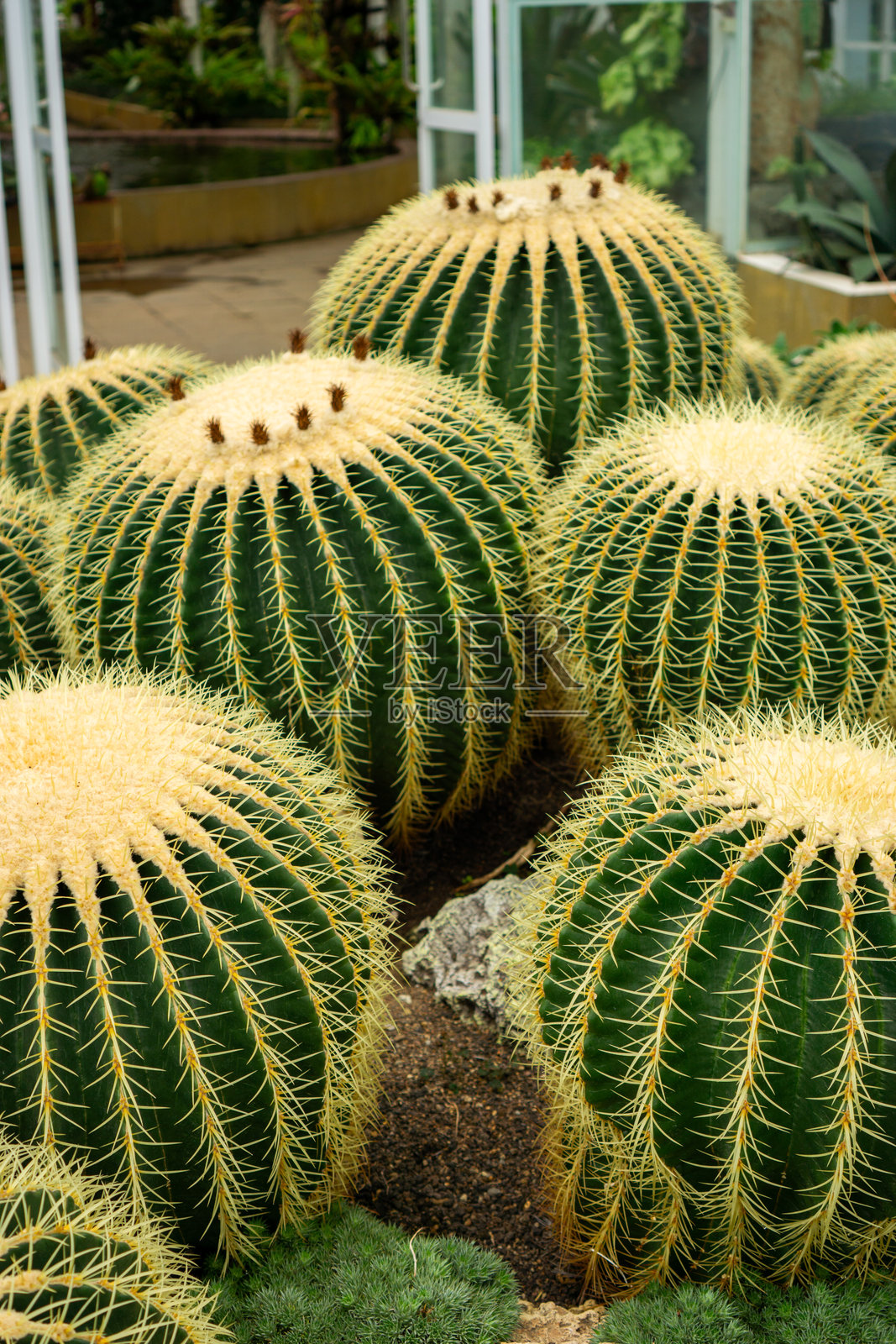 金色桶形仙人掌照片摄影图片
