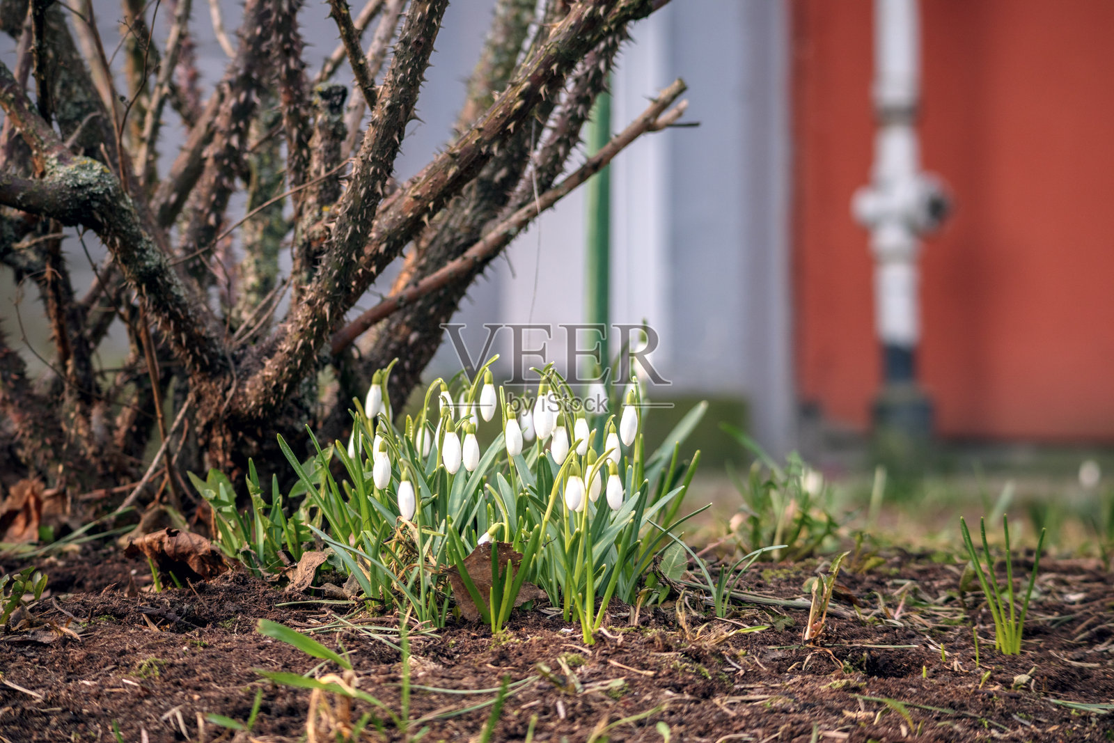 一小束白色雪花莲在树的光秃枝条下绽放,预示着春天的到来。照片摄影图片