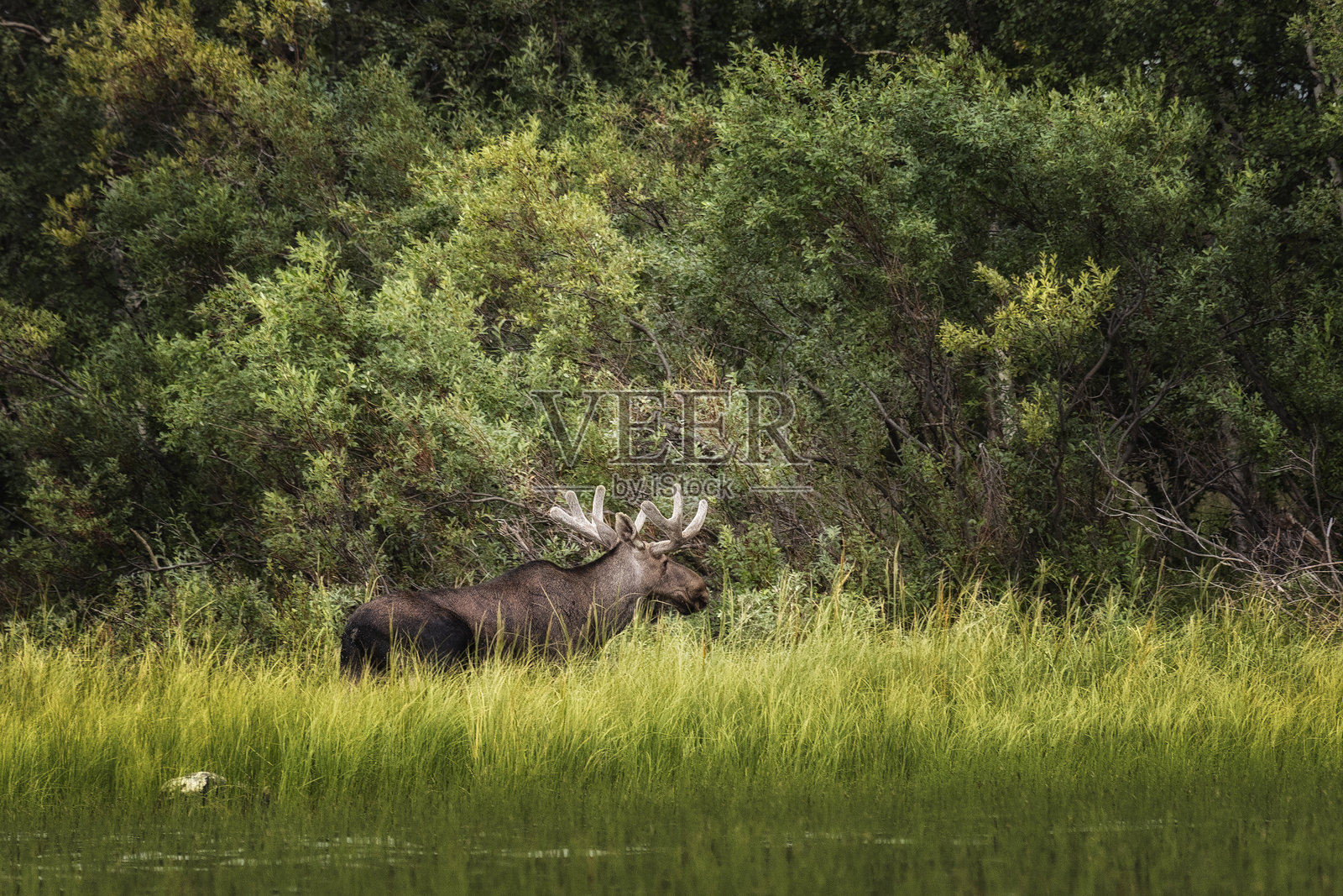 在夏天,麋鹿藏身于河岸的树木之间。照片摄影图片