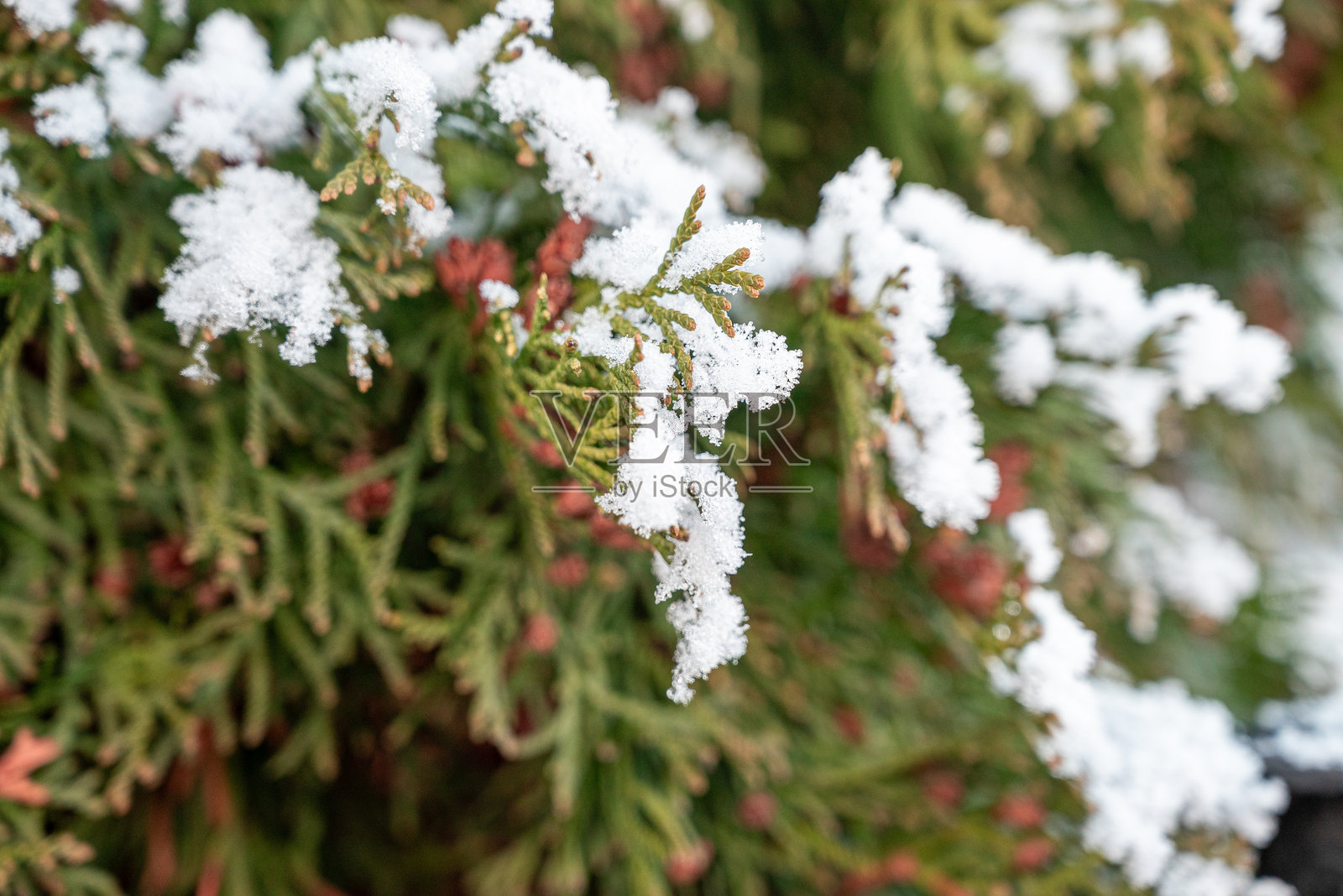 冬季新雪覆盖在绿色的雪松枝条上照片摄影图片