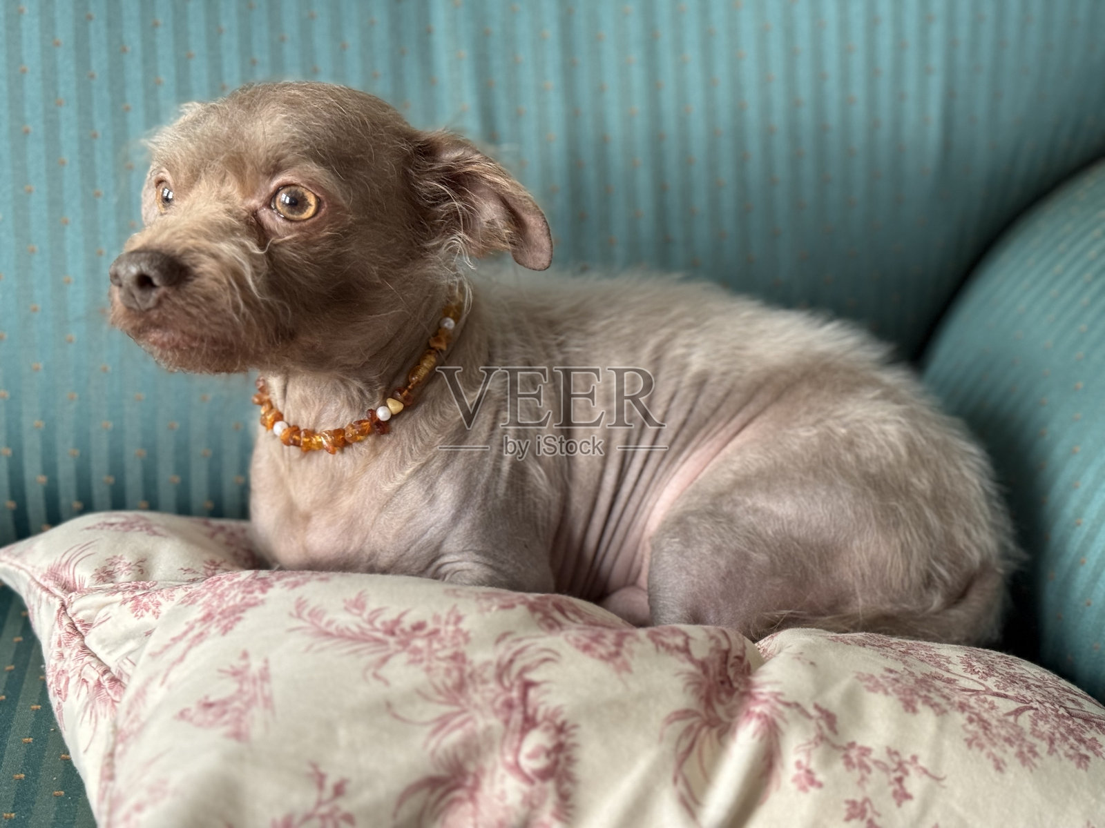 博朗卡犬的美丽照片摄影图片