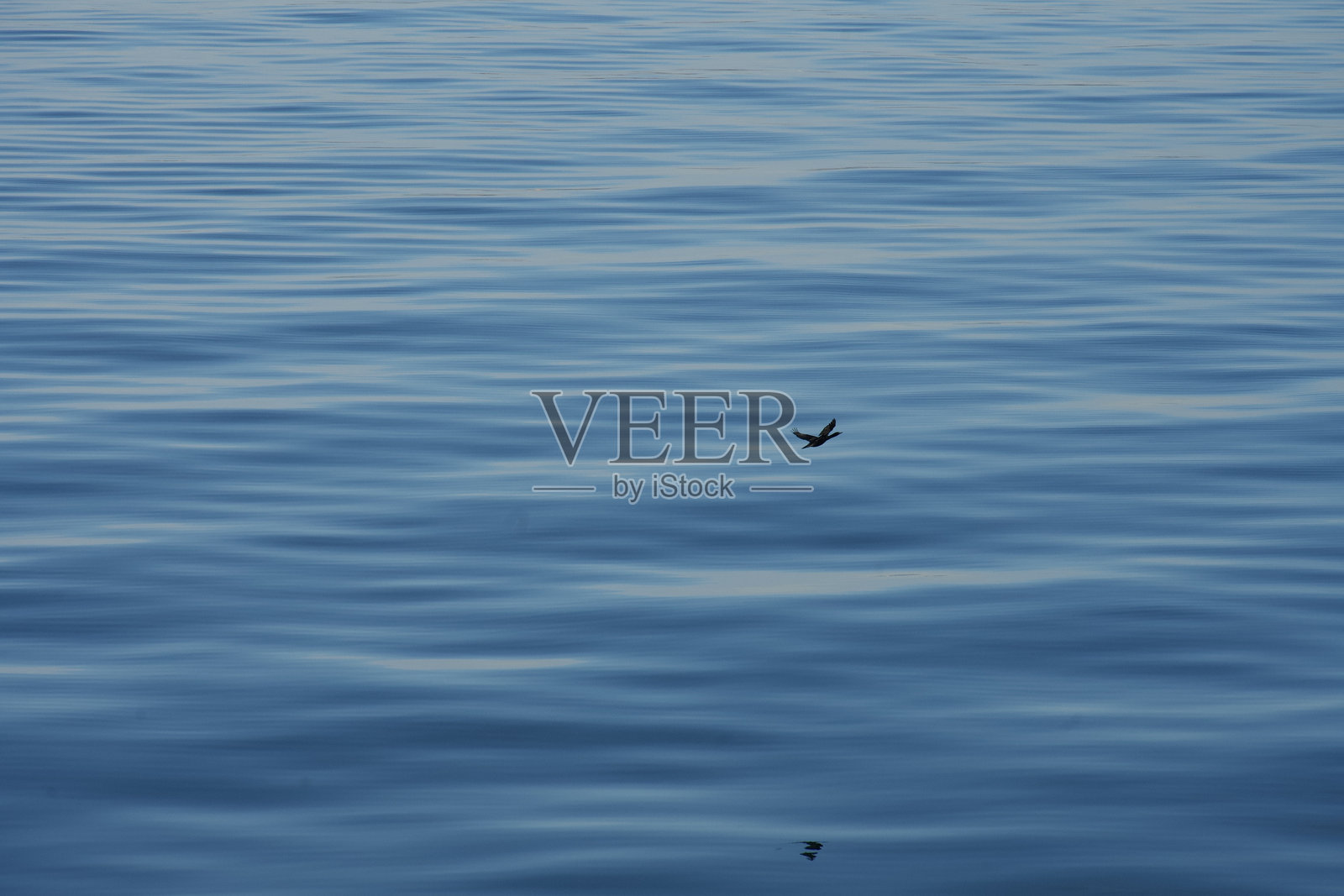 维多利亚到温哥华的BC渡轮照片摄影图片