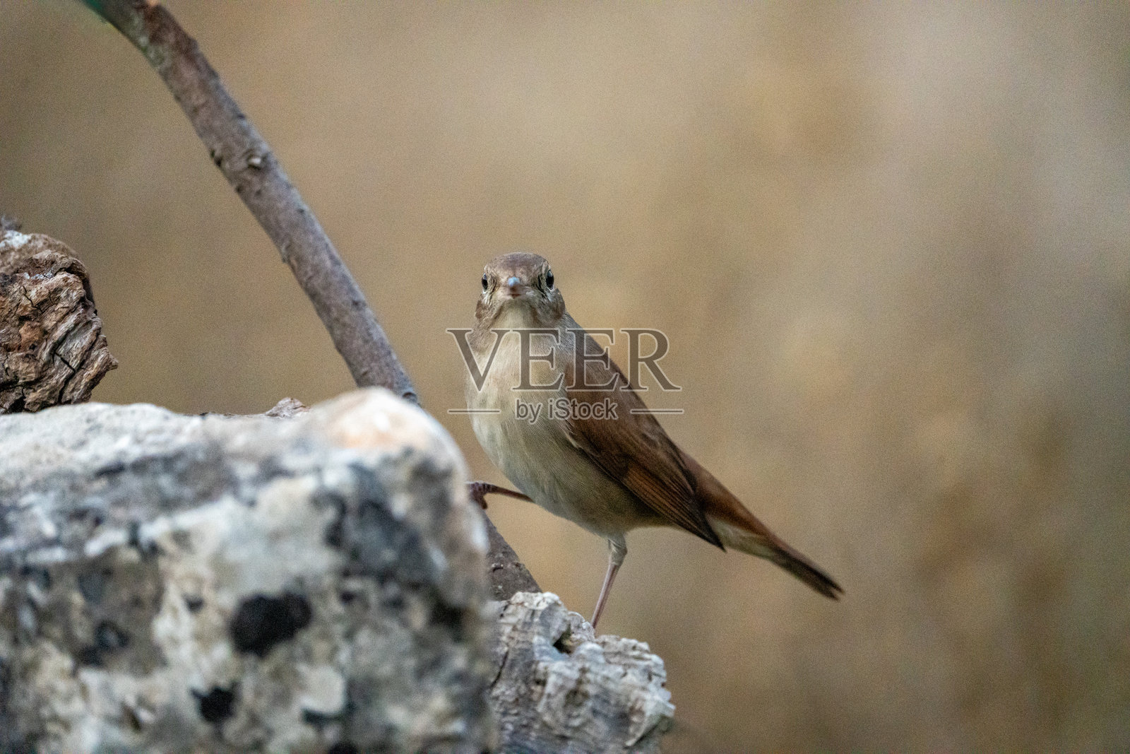 在西班牙拍摄的普通夜莺(Luscinia megarhynchos)照片摄影图片