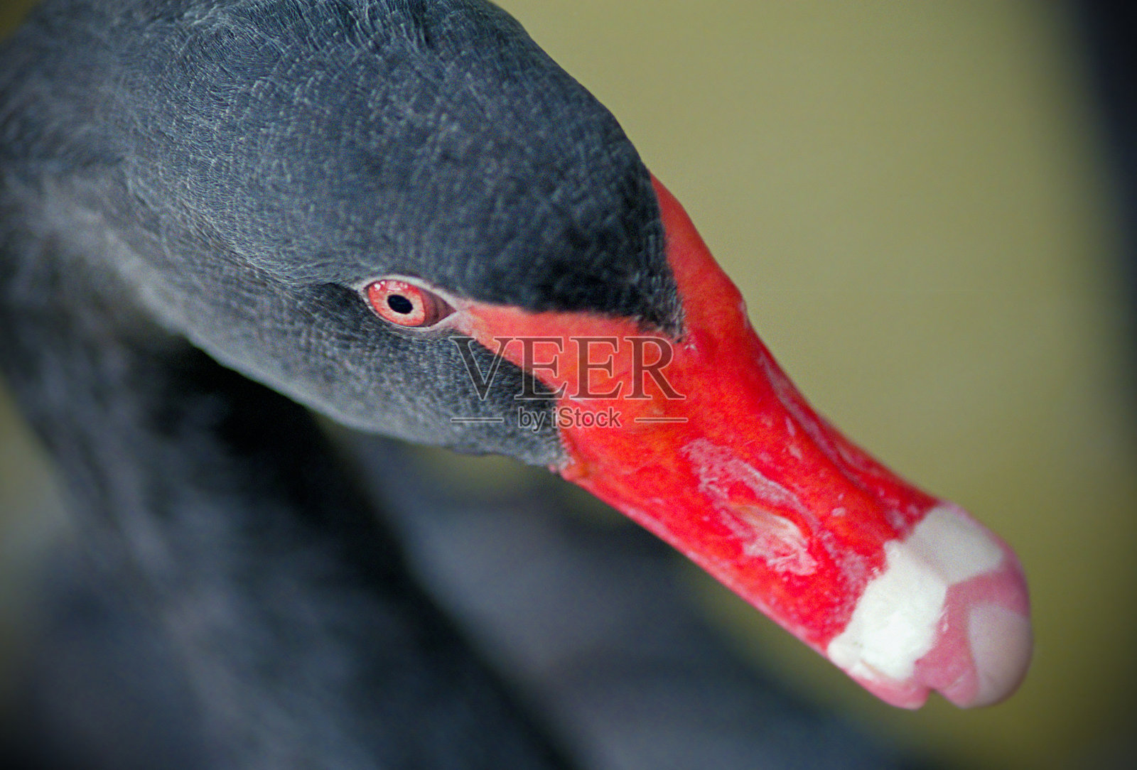 黑天鹅的头部特写,鲜艳的红色喙和眼睛引人注目照片摄影图片
