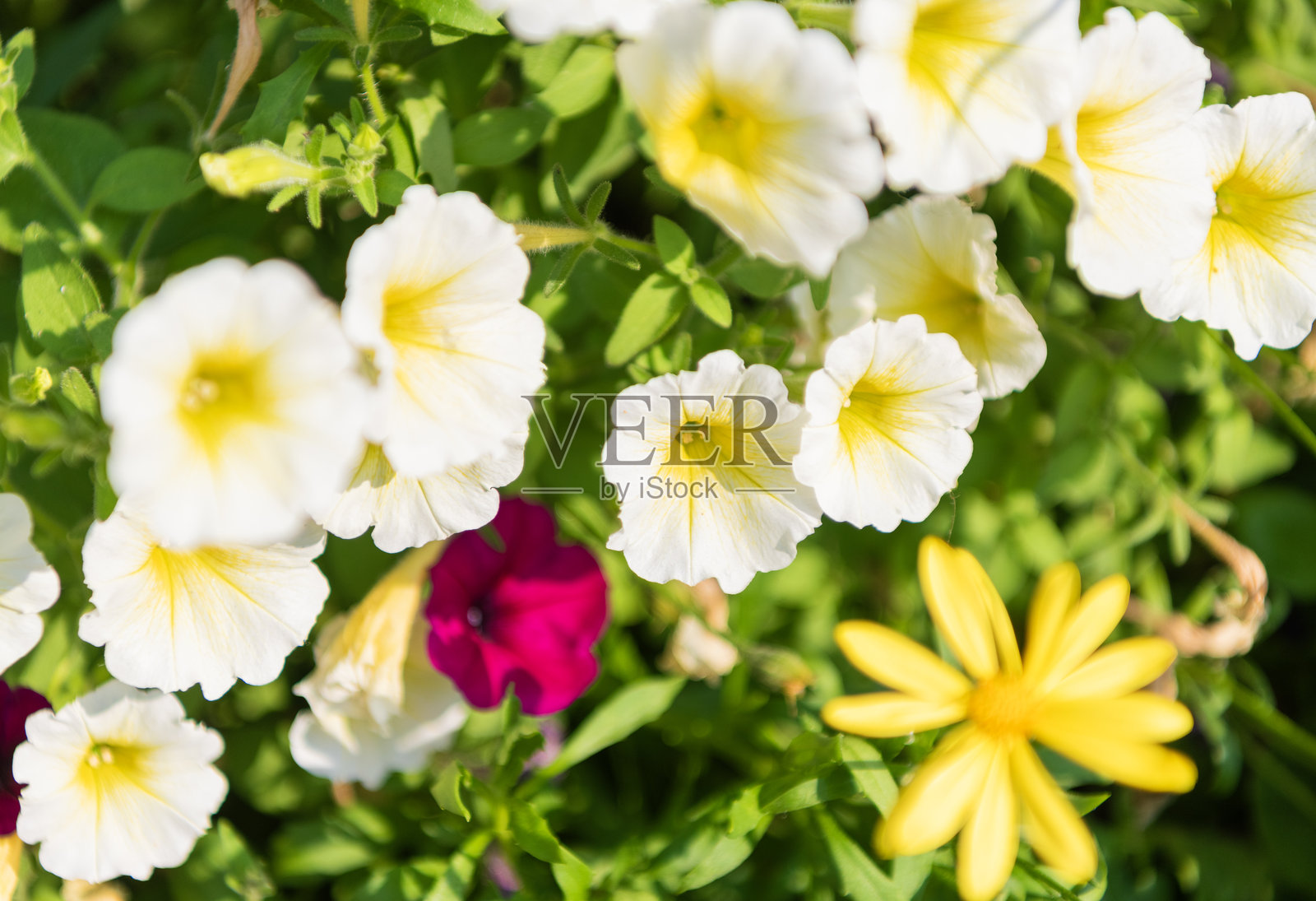 矮牵牛花。开花背景。矮牵牛花绽放。生机勃勃的矮牵牛花园花卉。自然中的矮牵牛花。夏季自然。鲜艳的开花植物花序。清新的香气。照片摄影图片