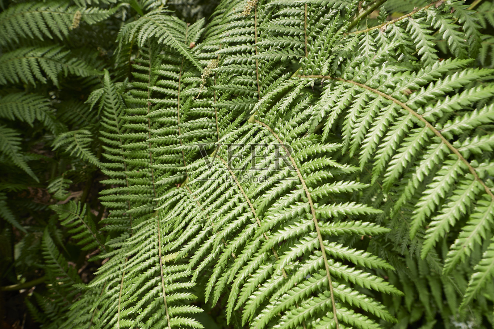 南方蕨类植物(Dicksonia antarctica)特写镜头照片摄影图片