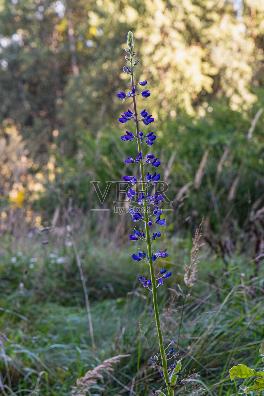 高大的紫色野花在绿叶环绕的田野中挺立照片摄影图片
