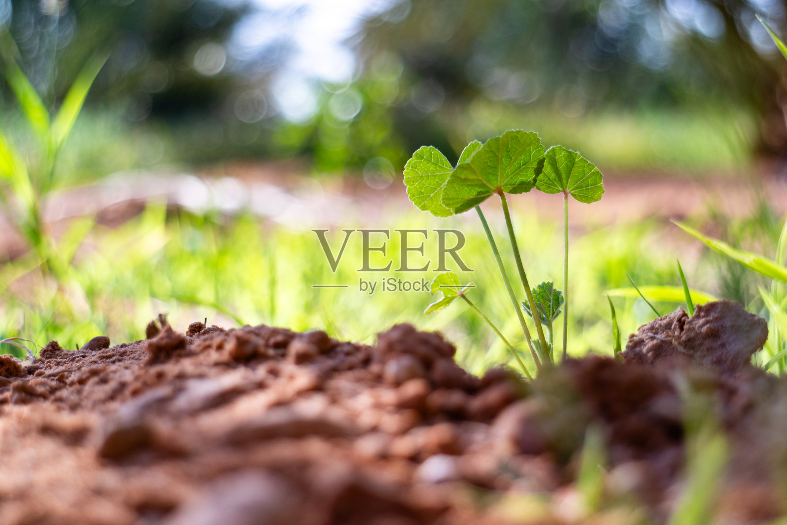 年轻植物从潮湿的土壤中发芽照片摄影图片